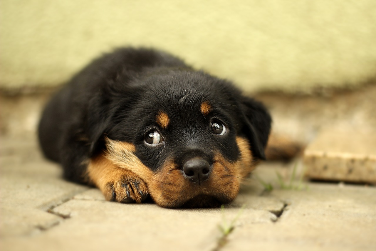 rottweiler puppy dog free photo