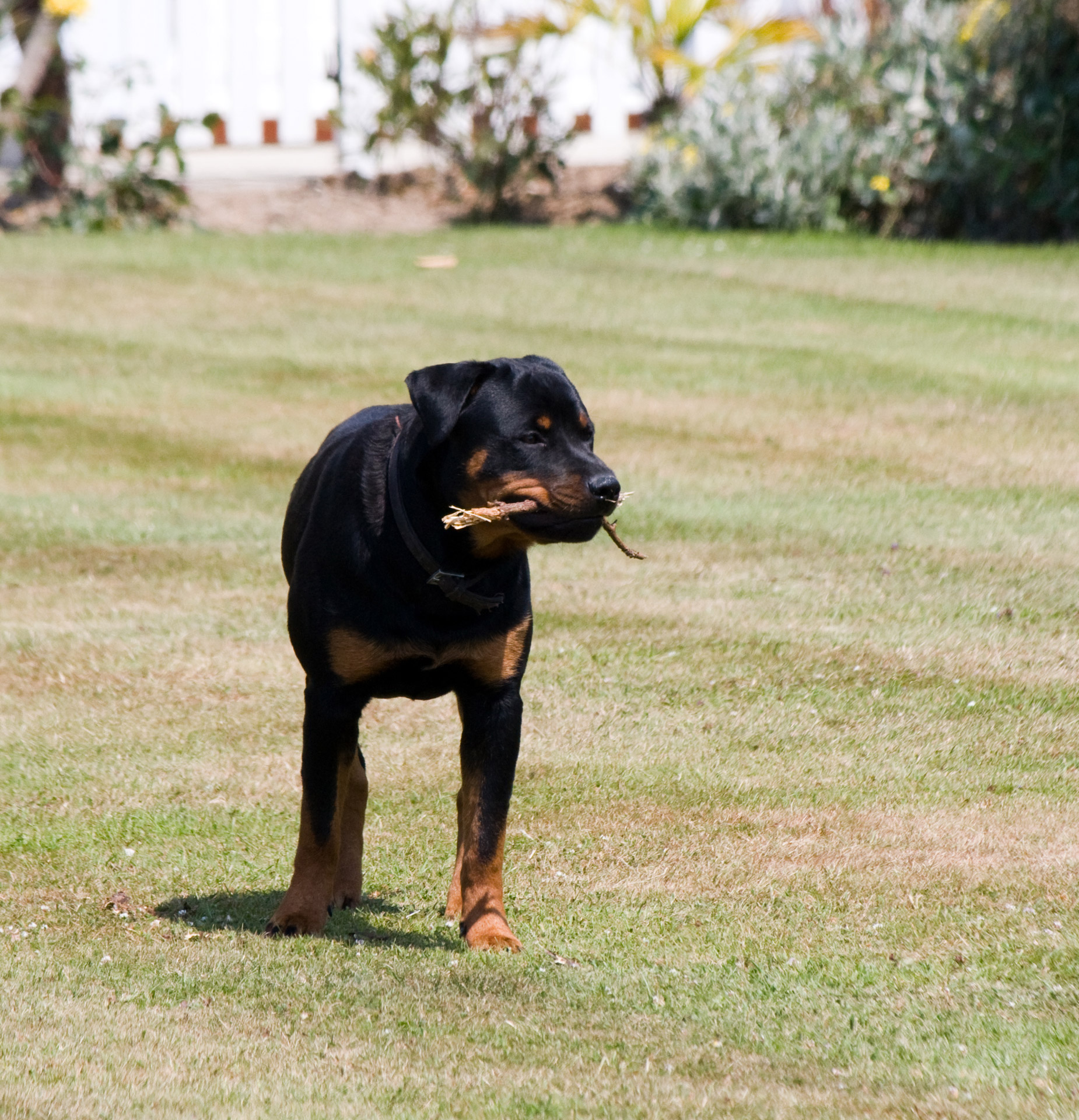 rottweiler dog canine free photo
