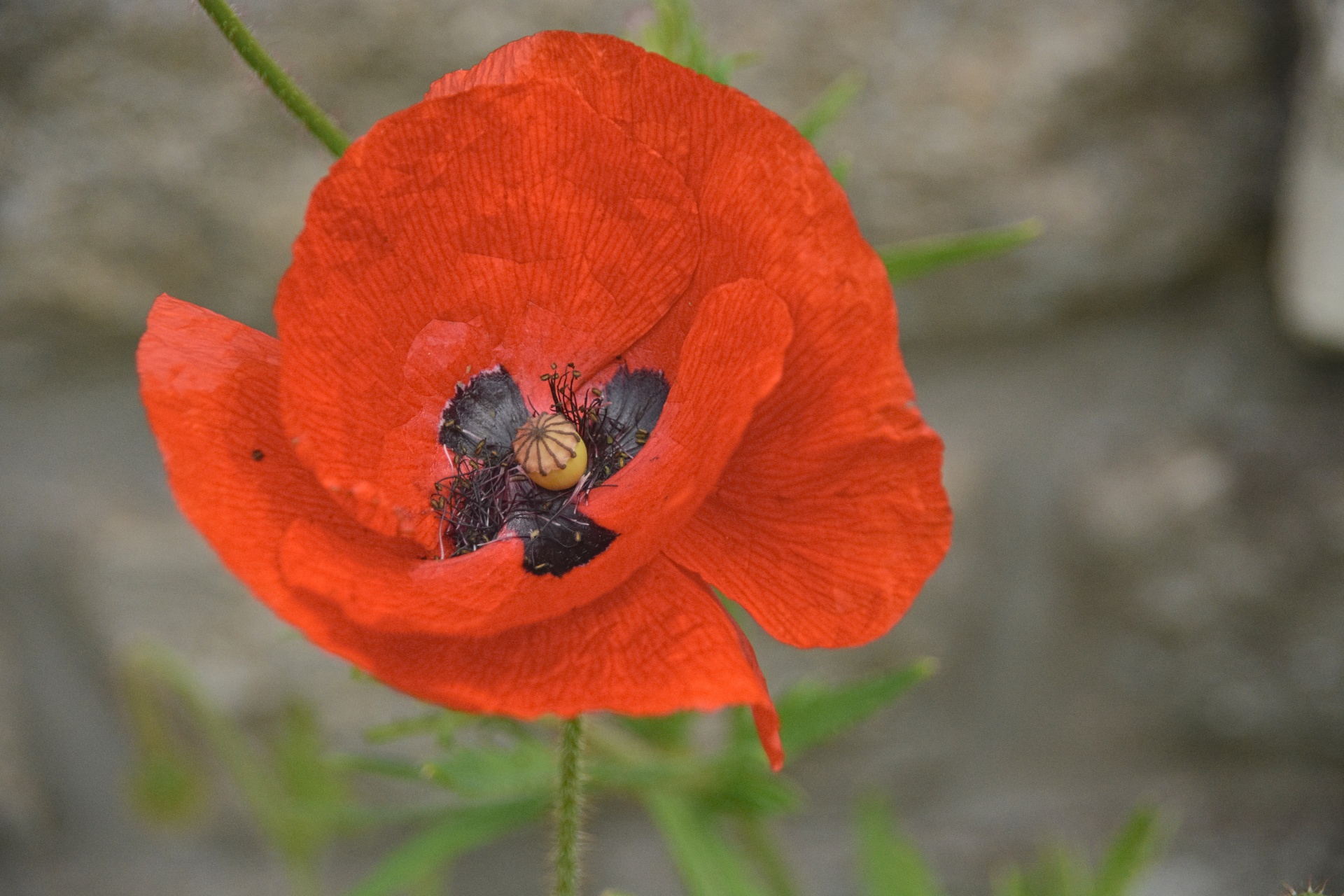 poppy flower flora free photo