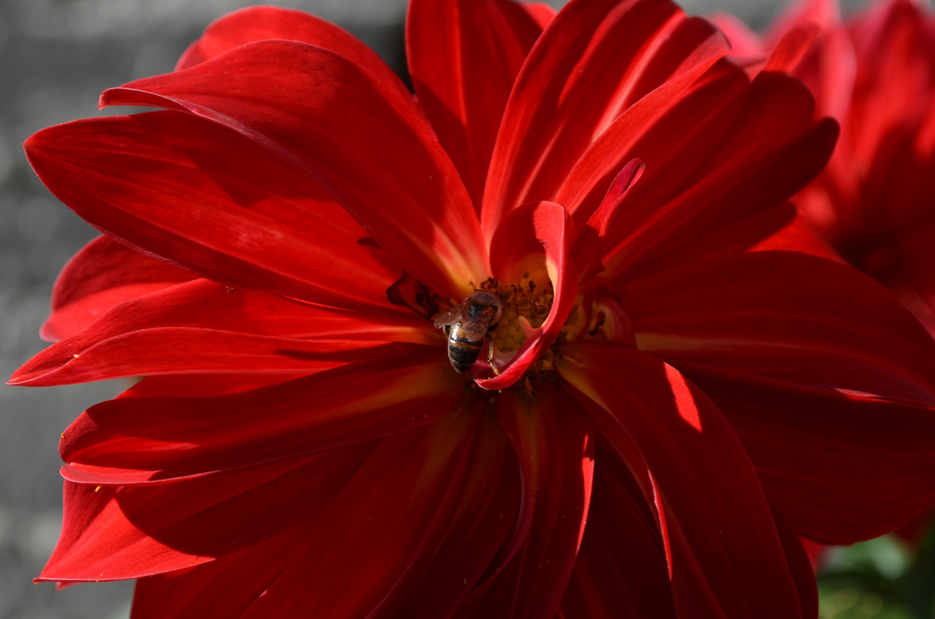 apis mellifera bee african bee free photo