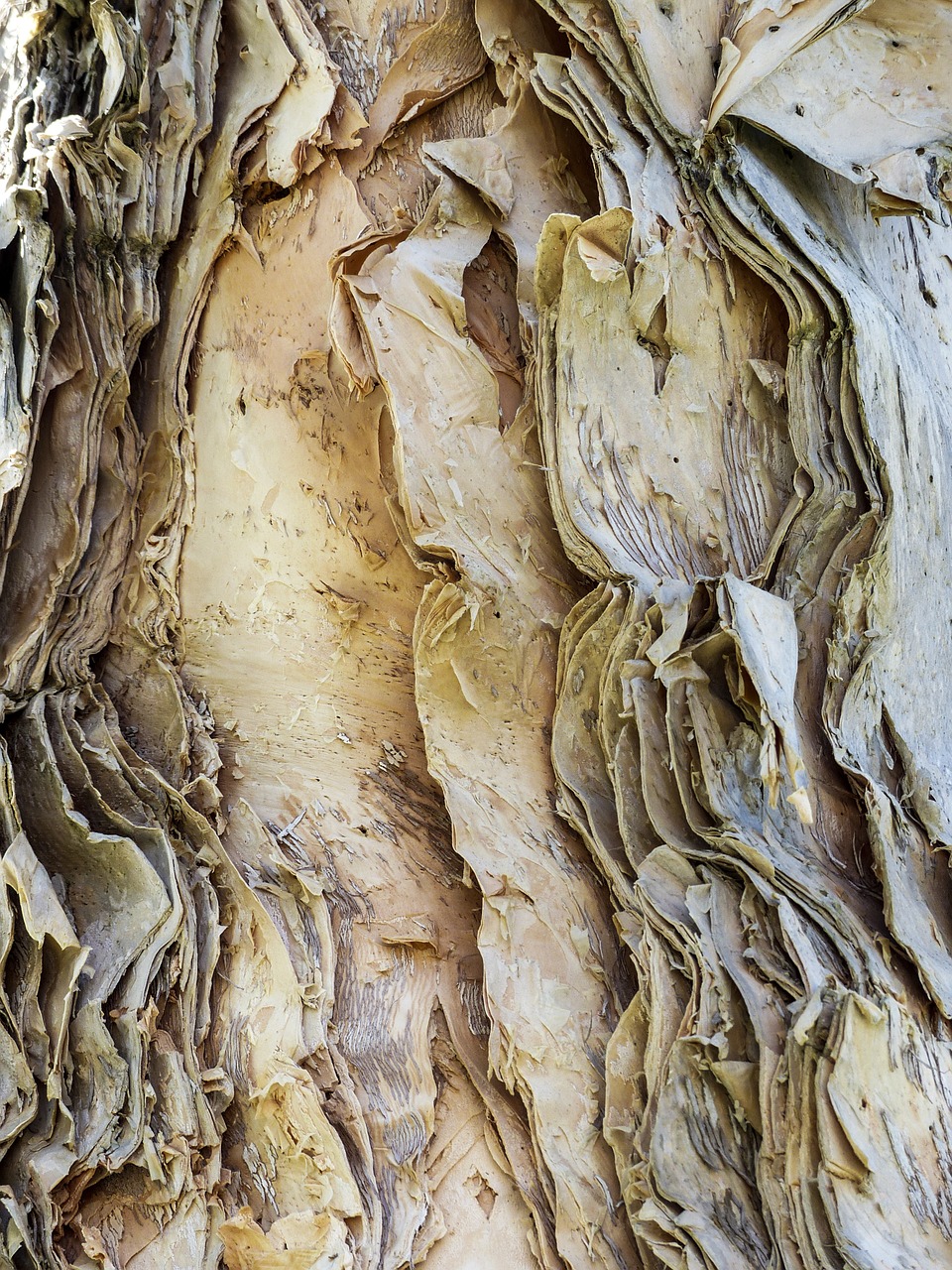 rough bark eucalyptus free photo