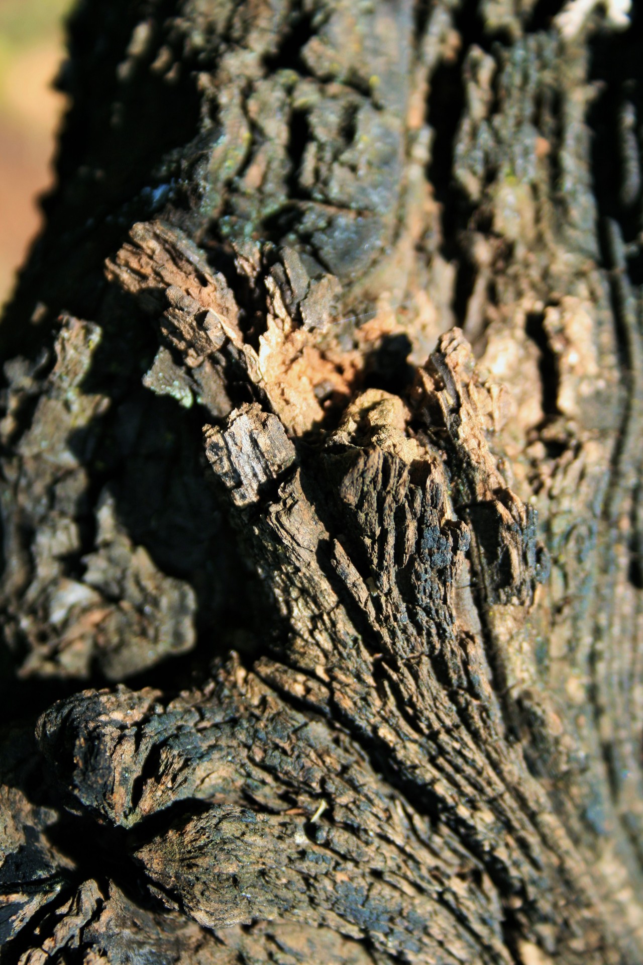 tree peach bark free photo