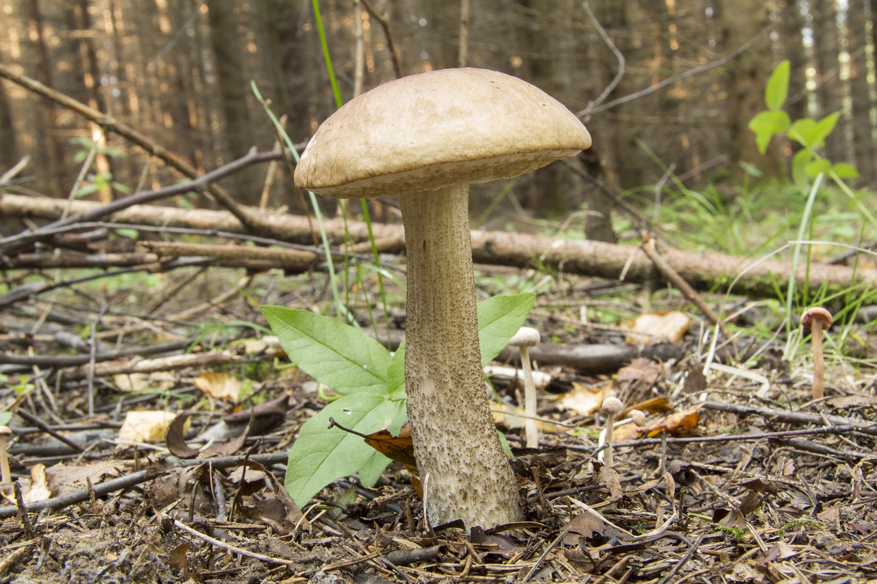 rough boletus mushroom forest free photo