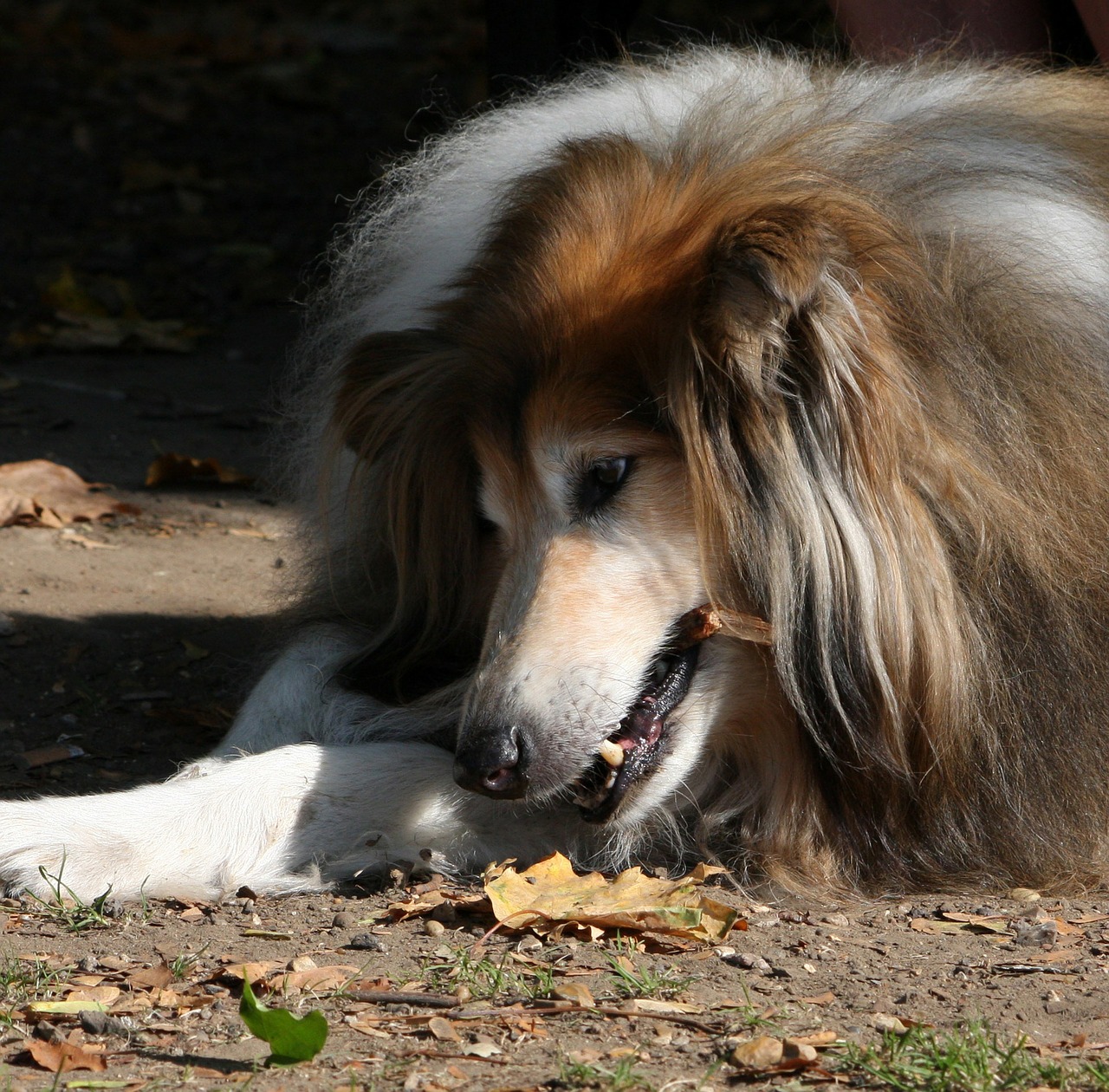 rough collie collie chewing free photo