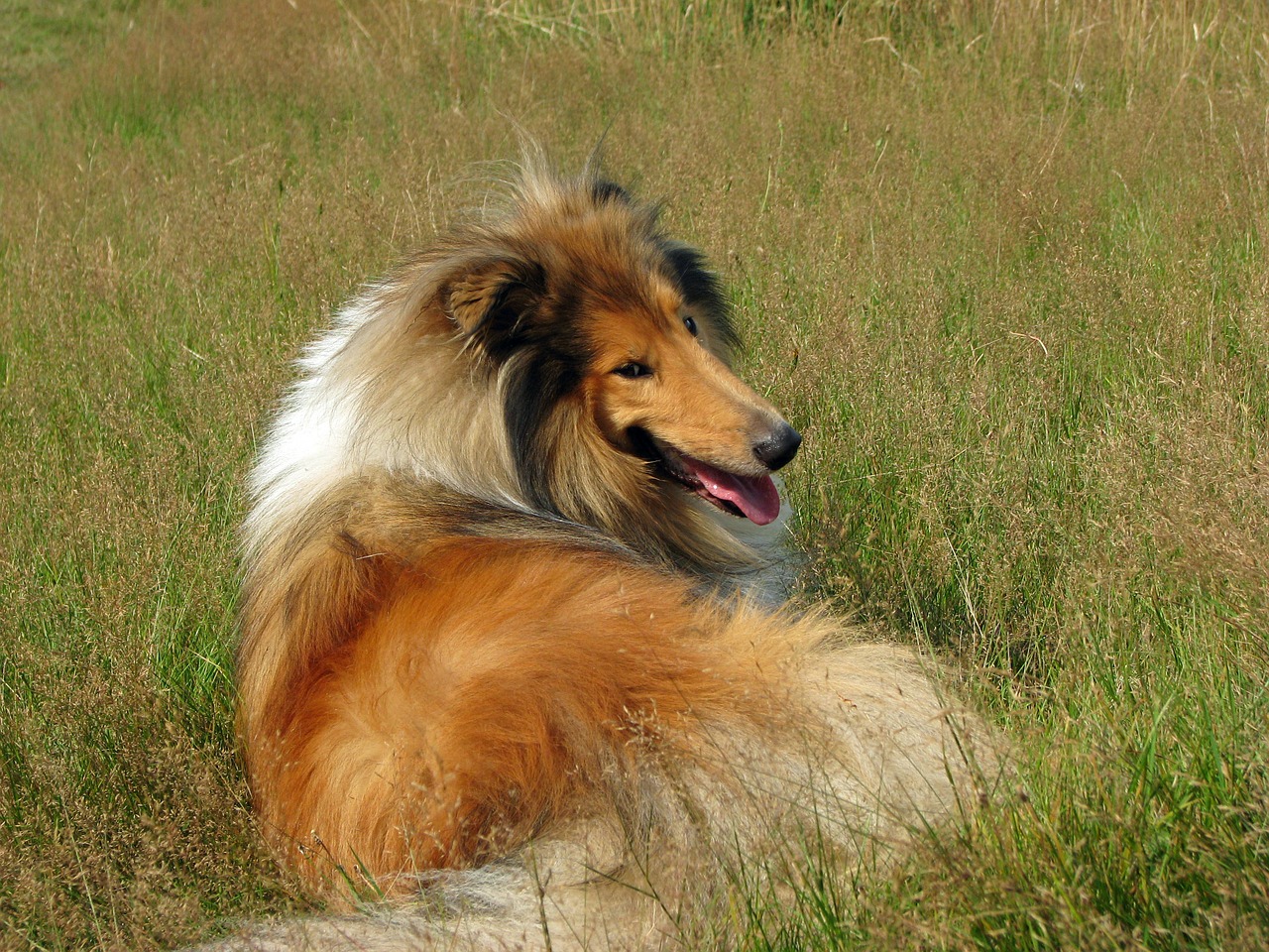 rough collie dog collie free photo