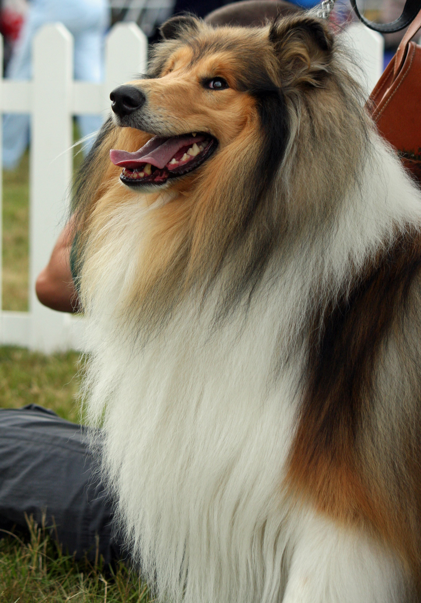 rough collie collie dog free photo