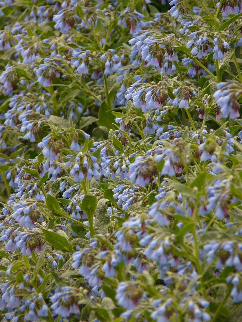 rough comfrey flower blue free photo
