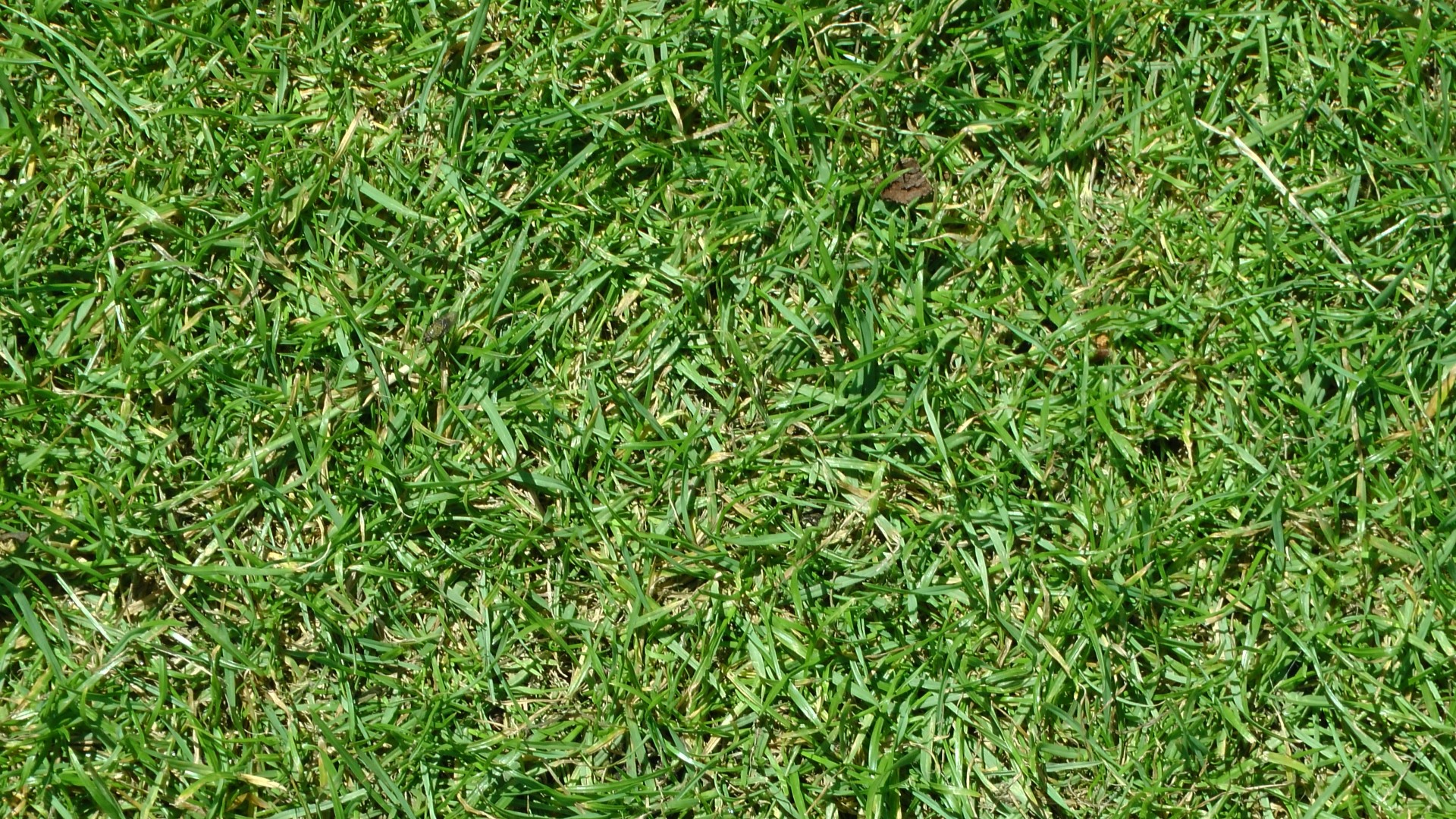 background rough grass background grass free photo