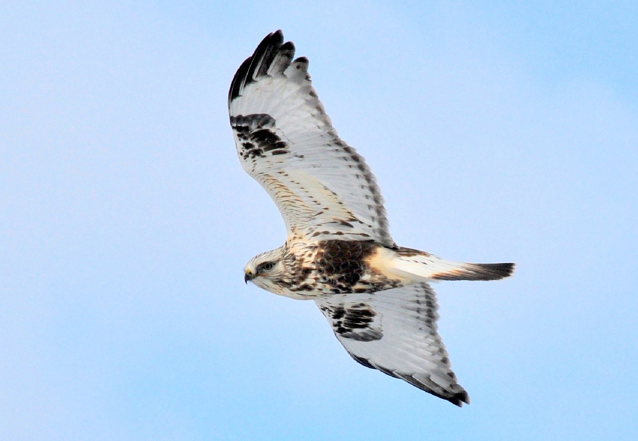 rough legged hawk soaring bird free photo