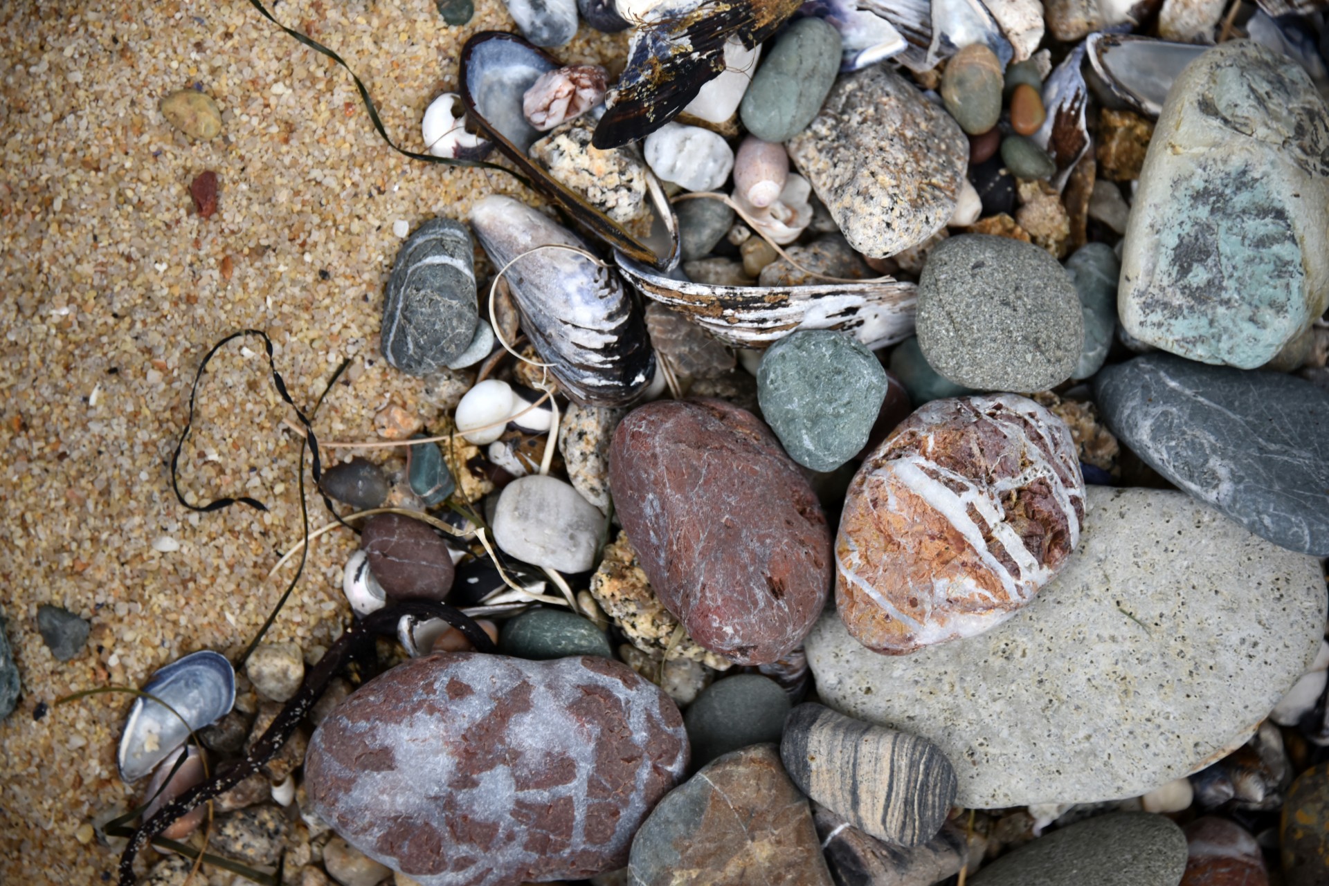beach debris rock free photo