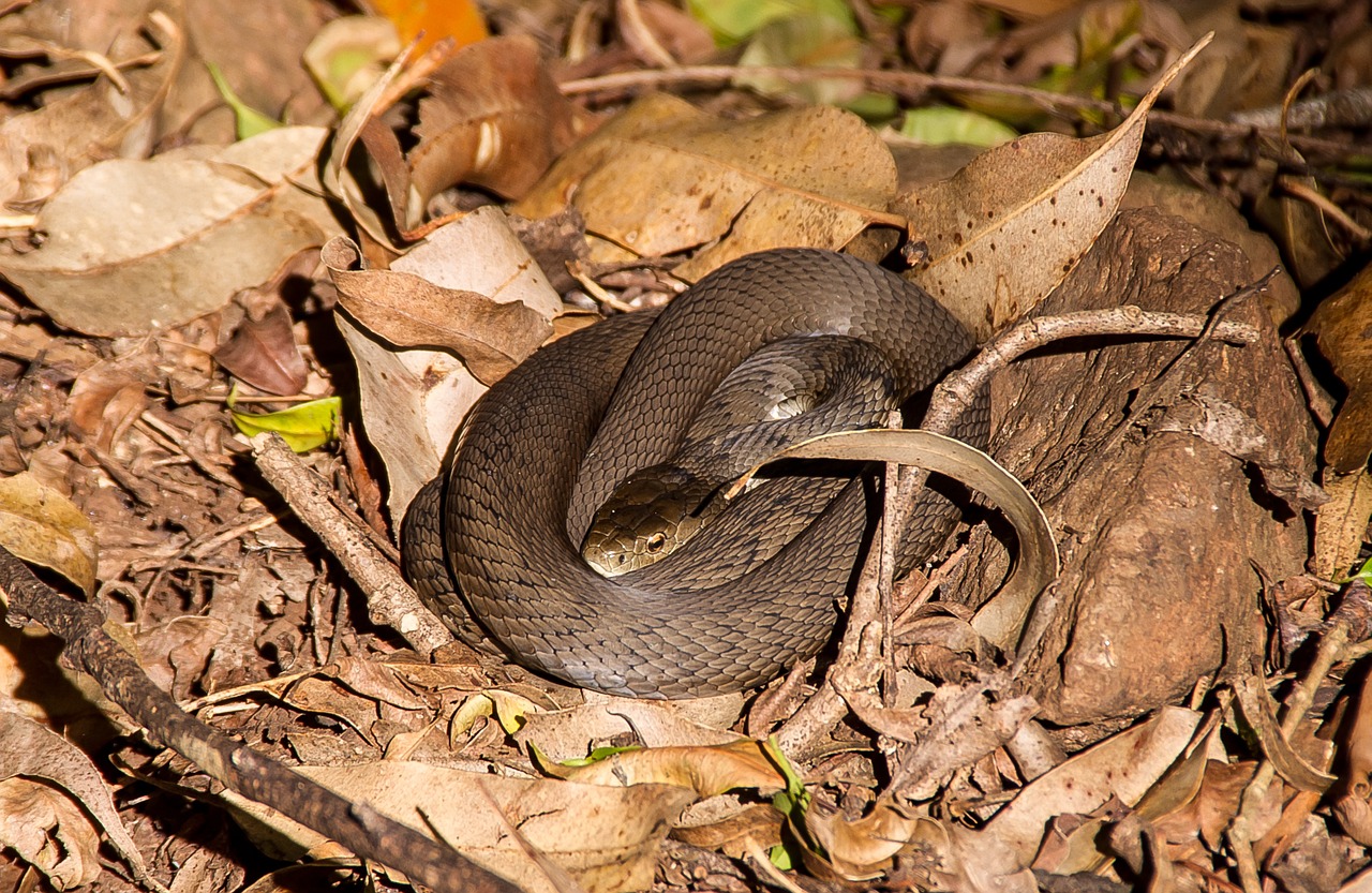 rough scaled snake australia queensland free photo