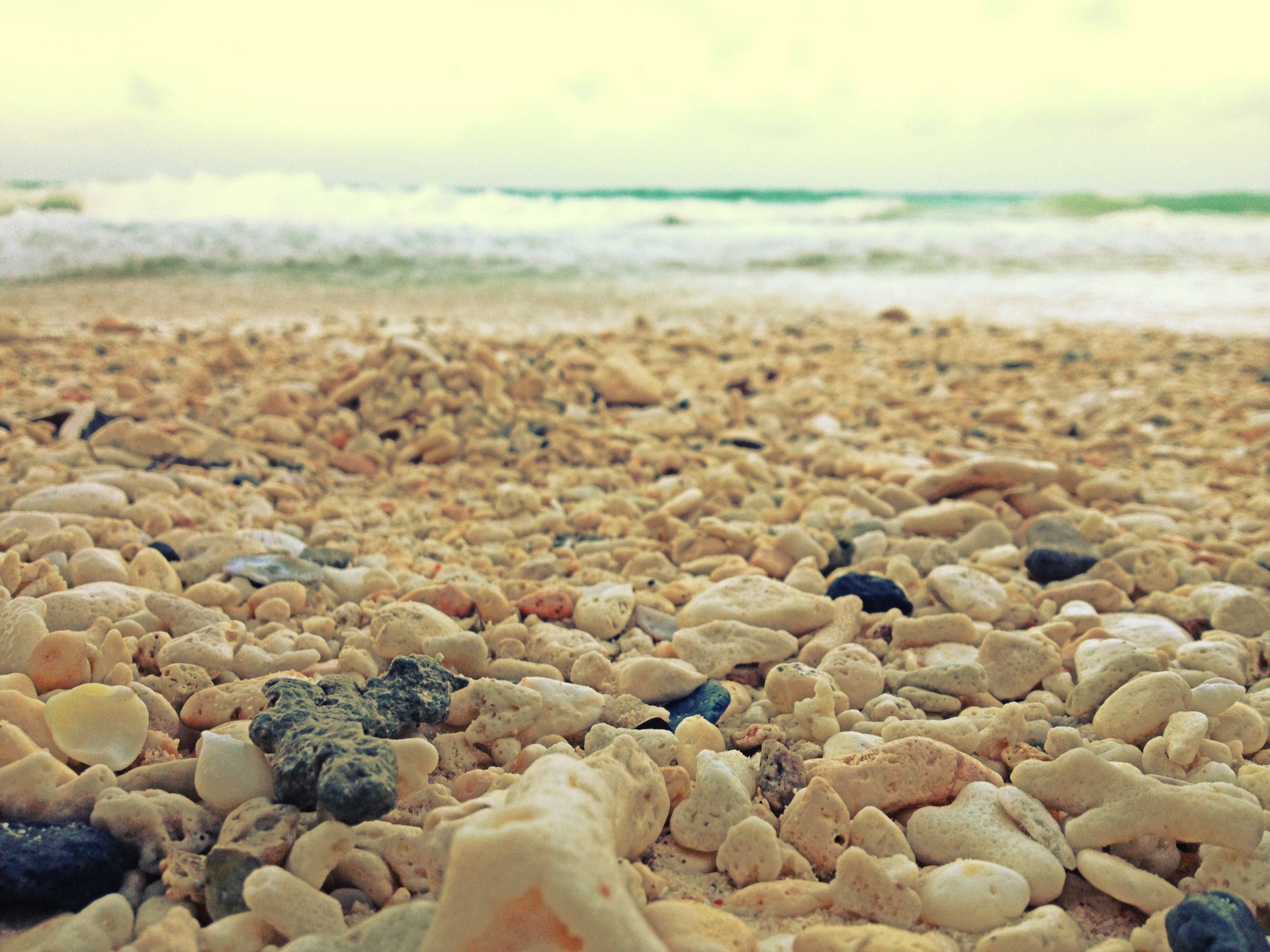 coral beach sand free photo