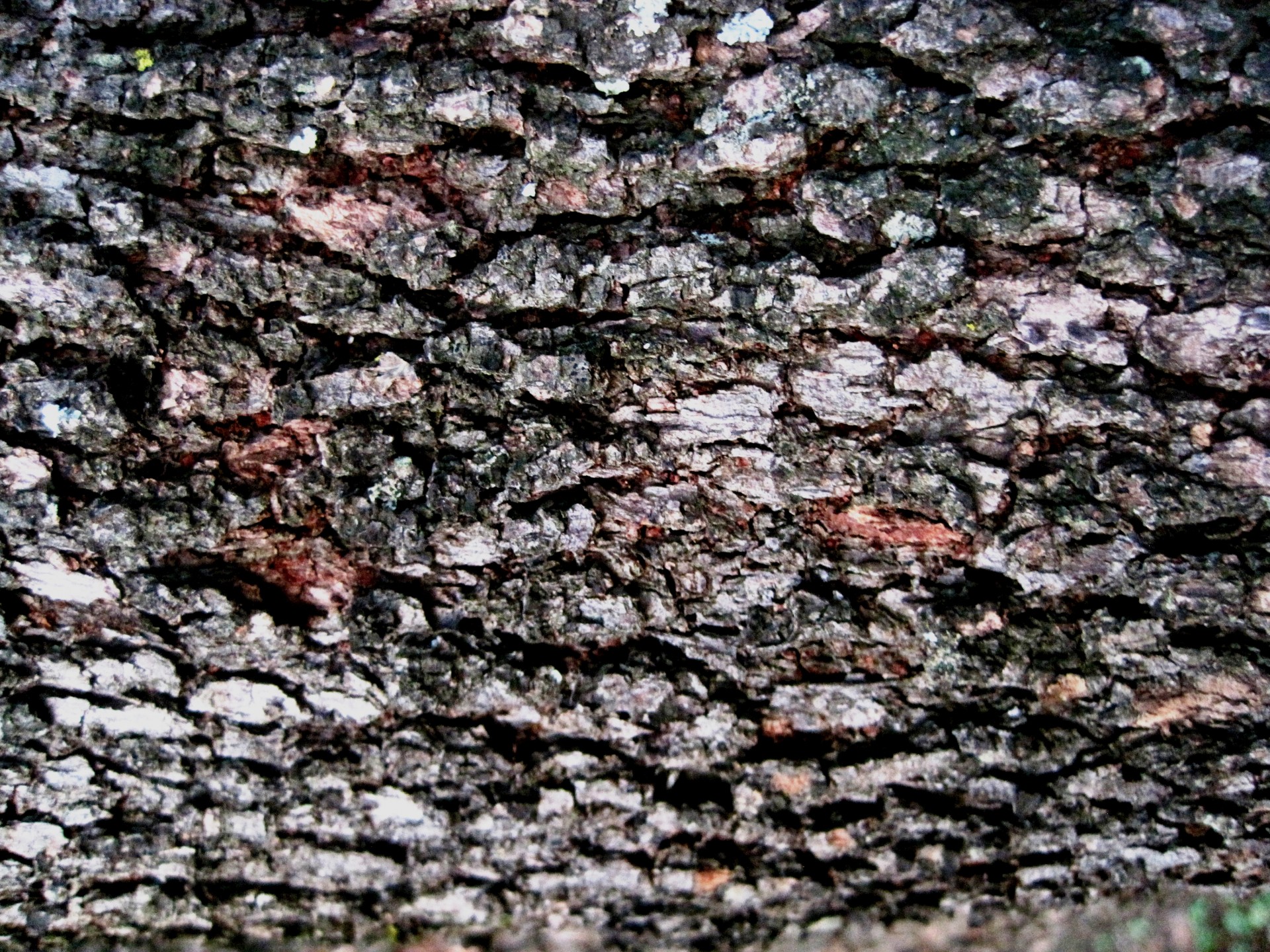 bark tree rough free photo