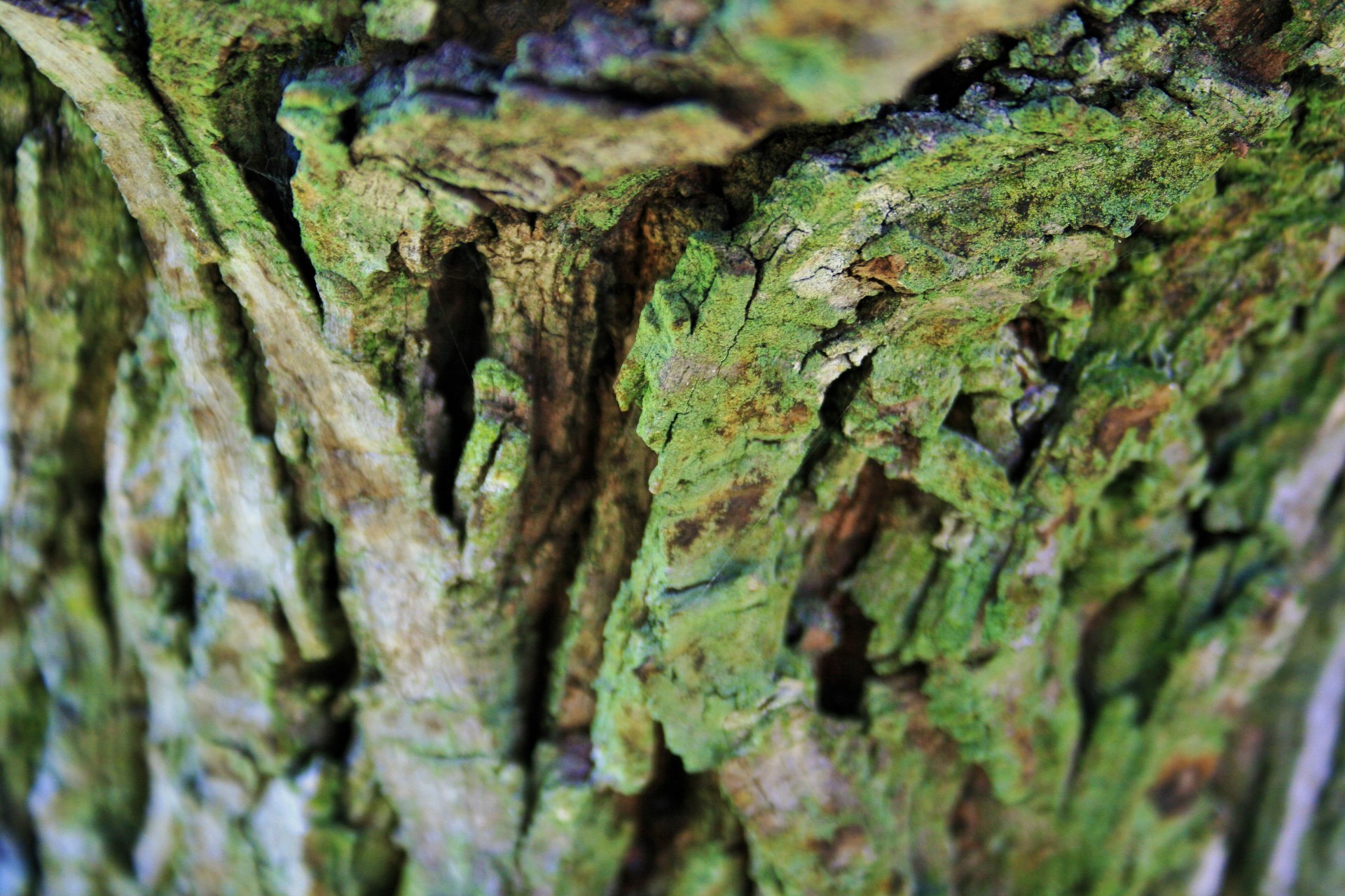 tree trunk bark free photo