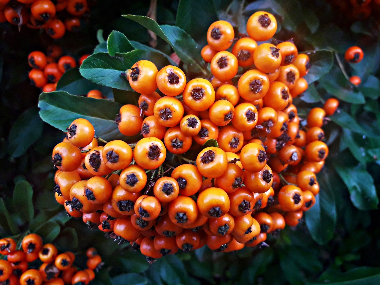 round  berries  jagoda free photo