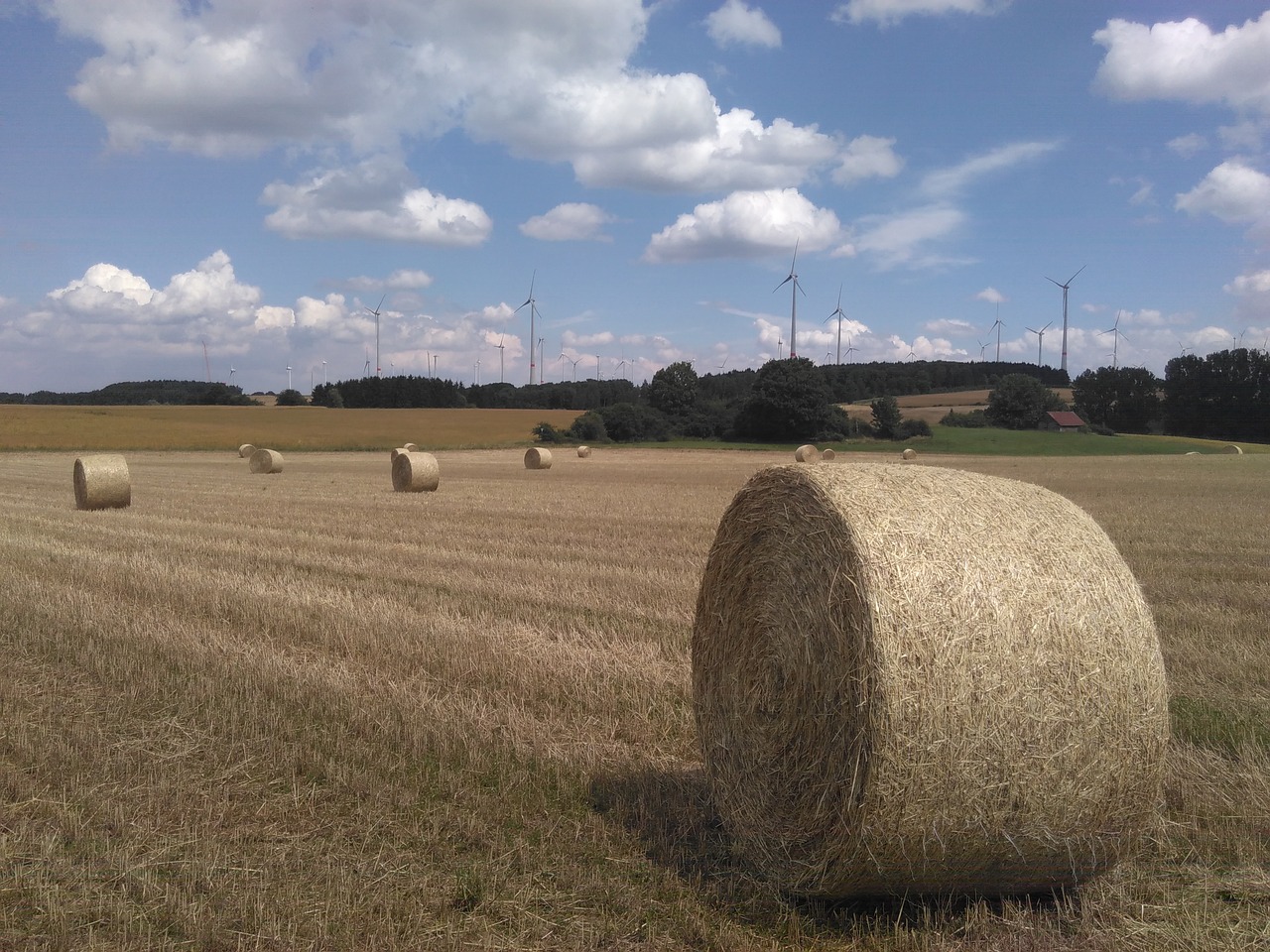round bales straw field free photo
