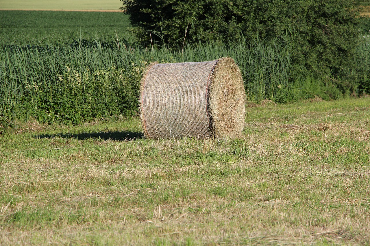 round bales  nature  agriculture free photo