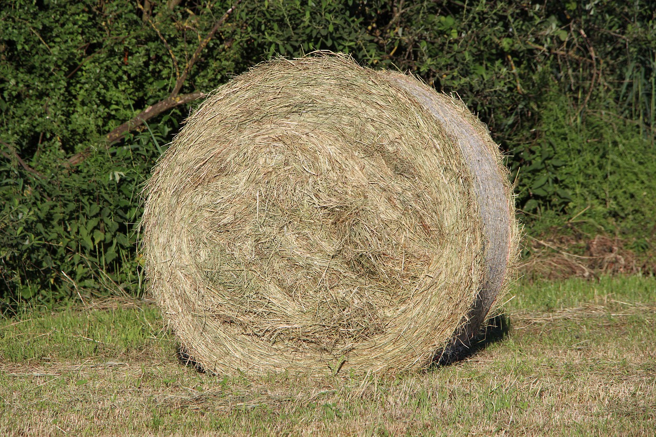 round bales  nature  hay free photo