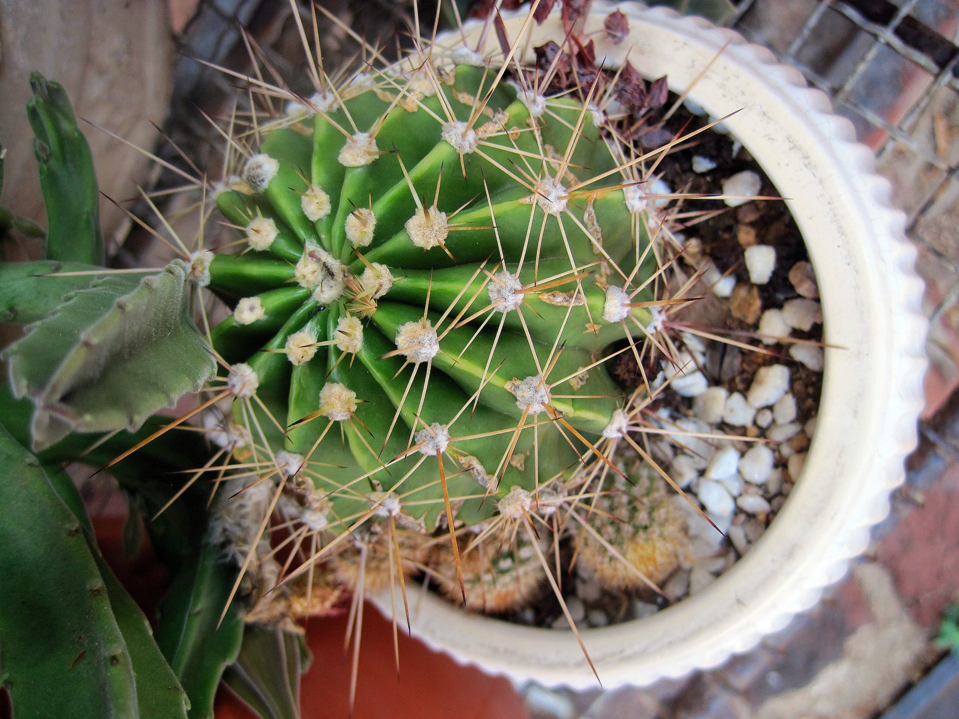 cactus barrel thorns free photo
