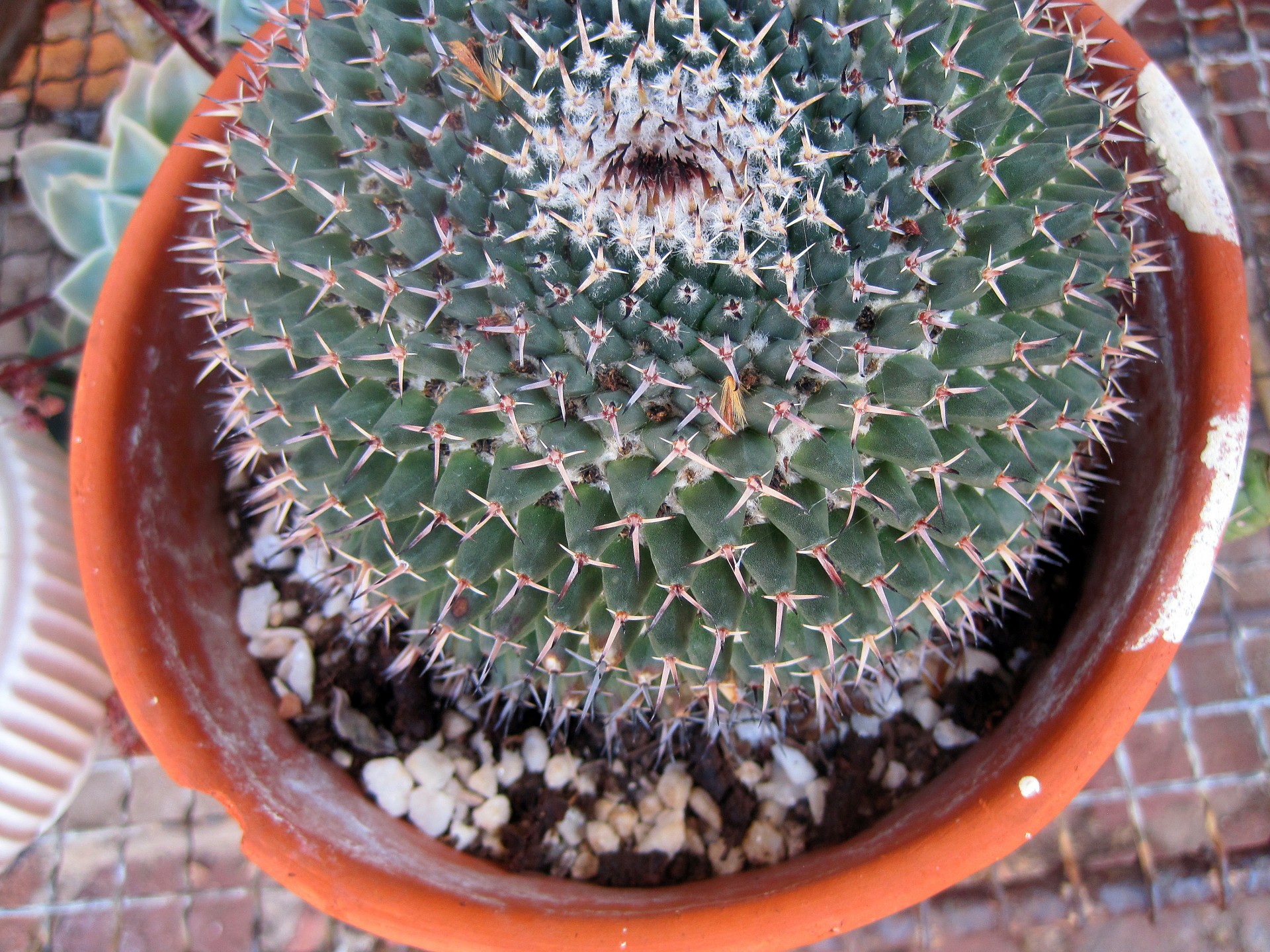 cactus barrel thorny free photo