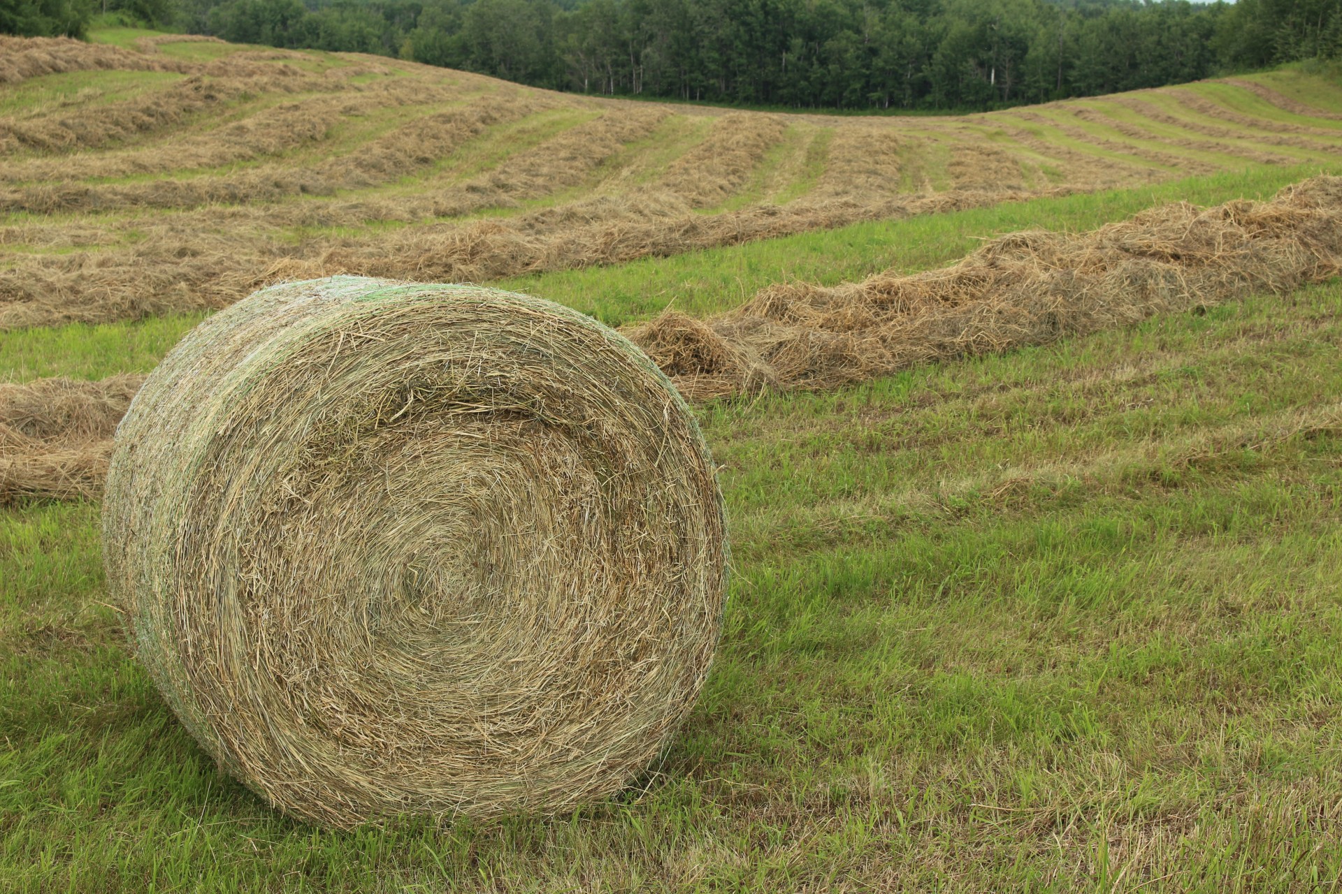 round hay bale free photo