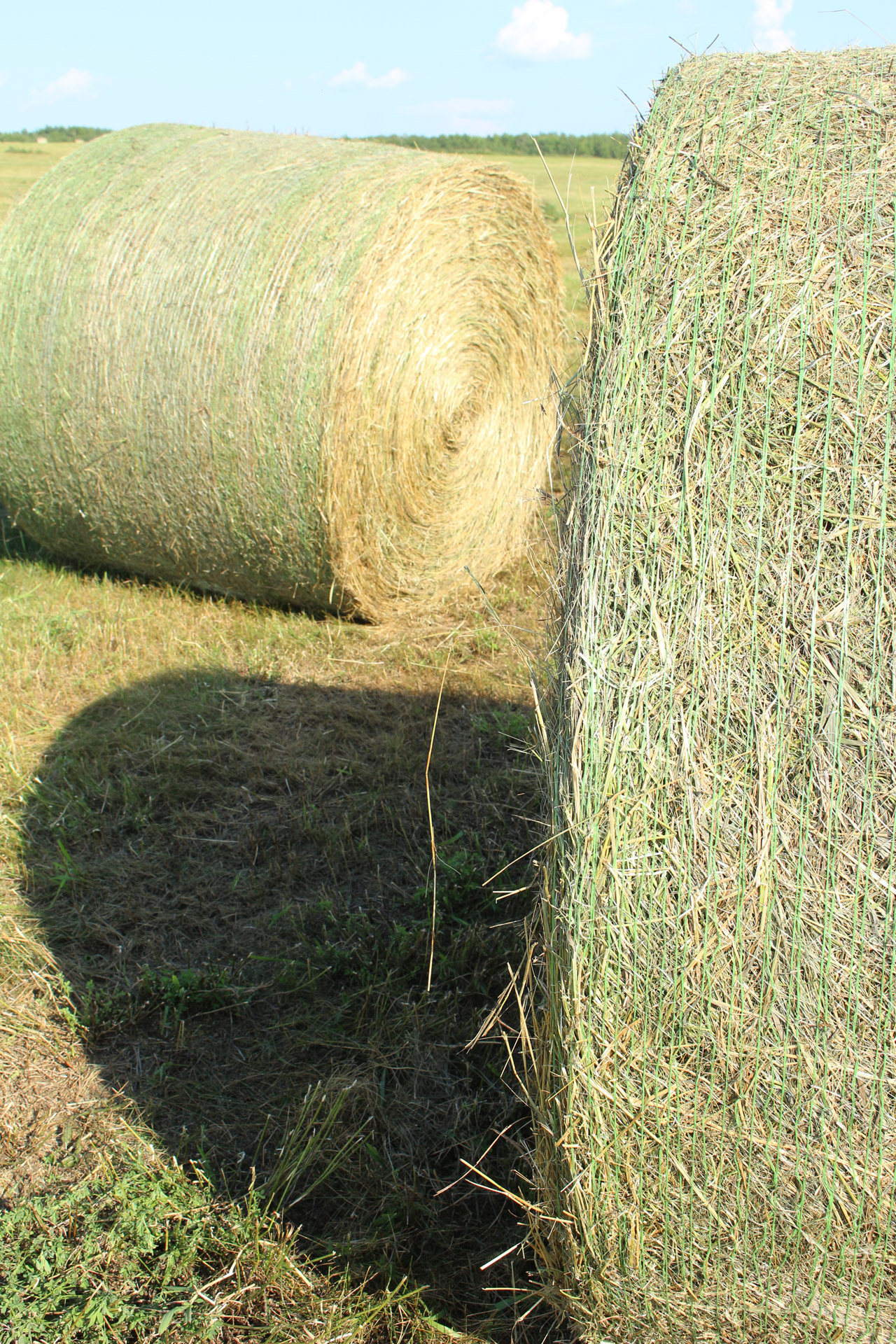 round hay bale free photo