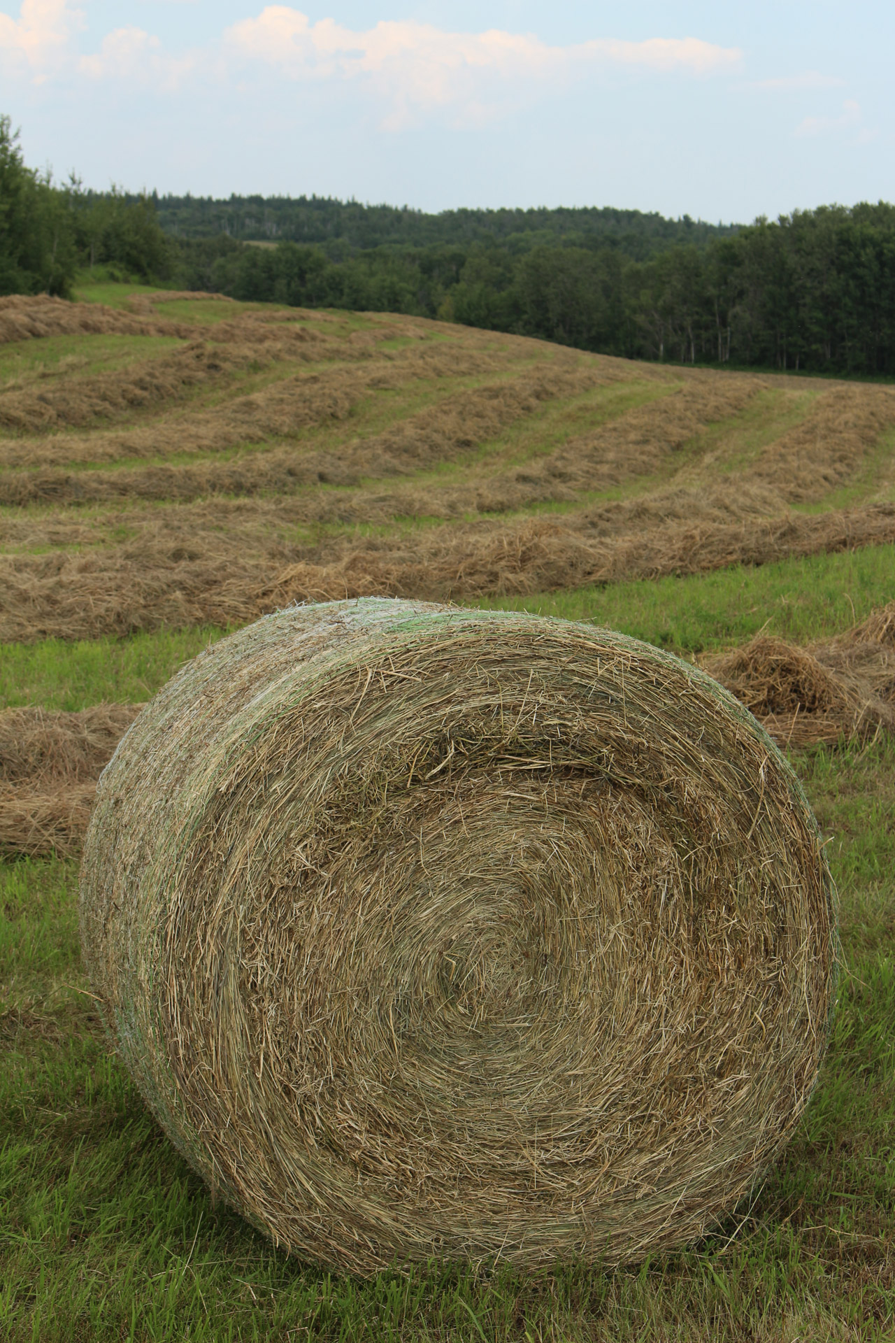 round hay bale free photo