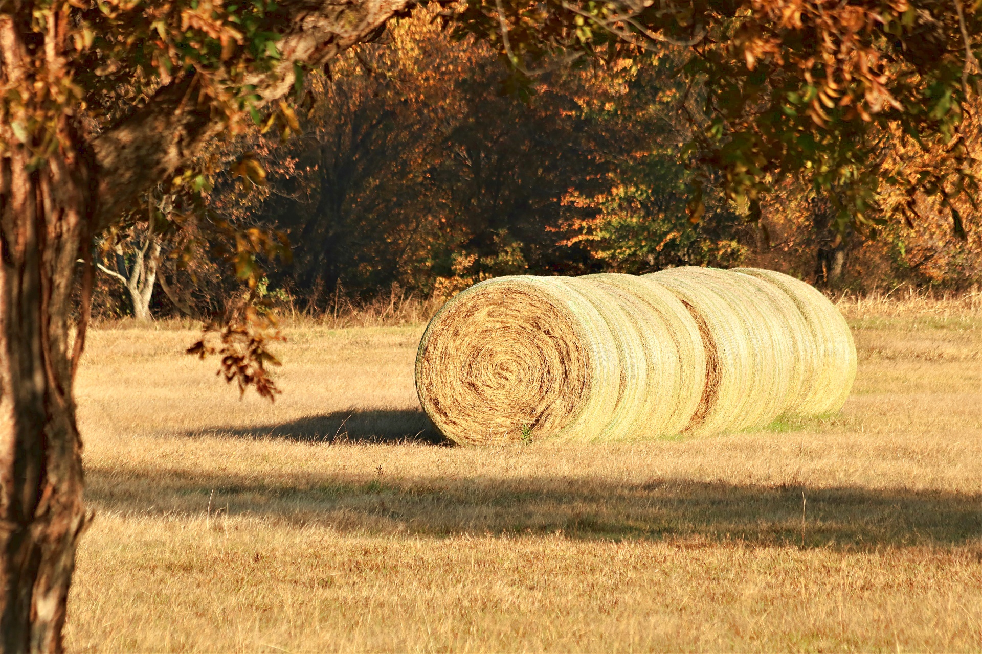 nature plants hay free photo