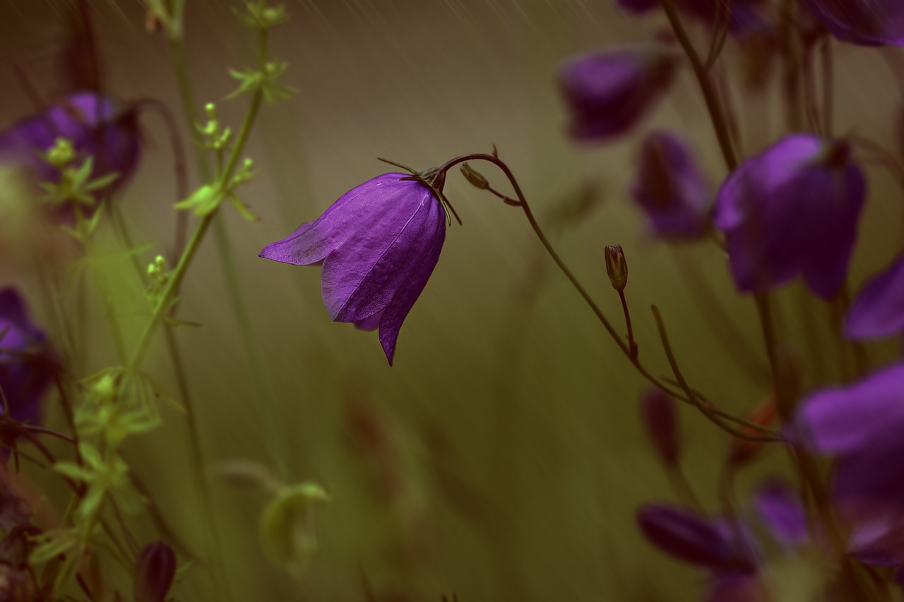 round leaved bellflower campanula rotundifolia flower free photo