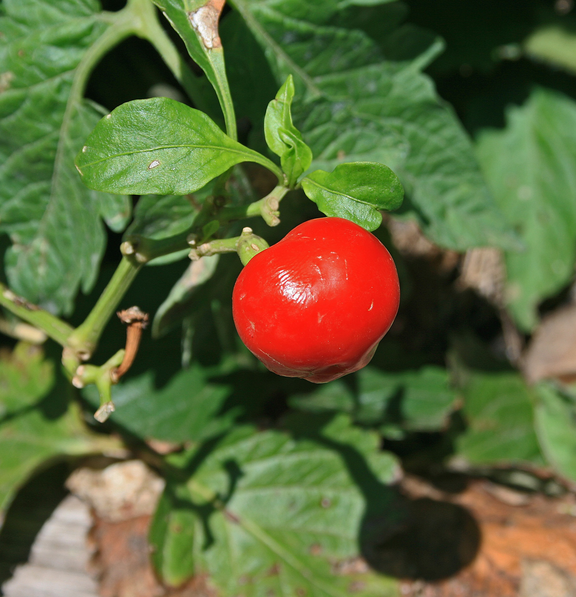 plant fruit chili free photo