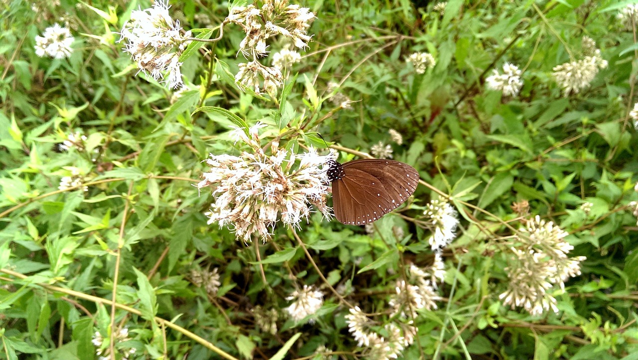 round-winged crow butterflies black crow butterflies round crow butterflies free photo