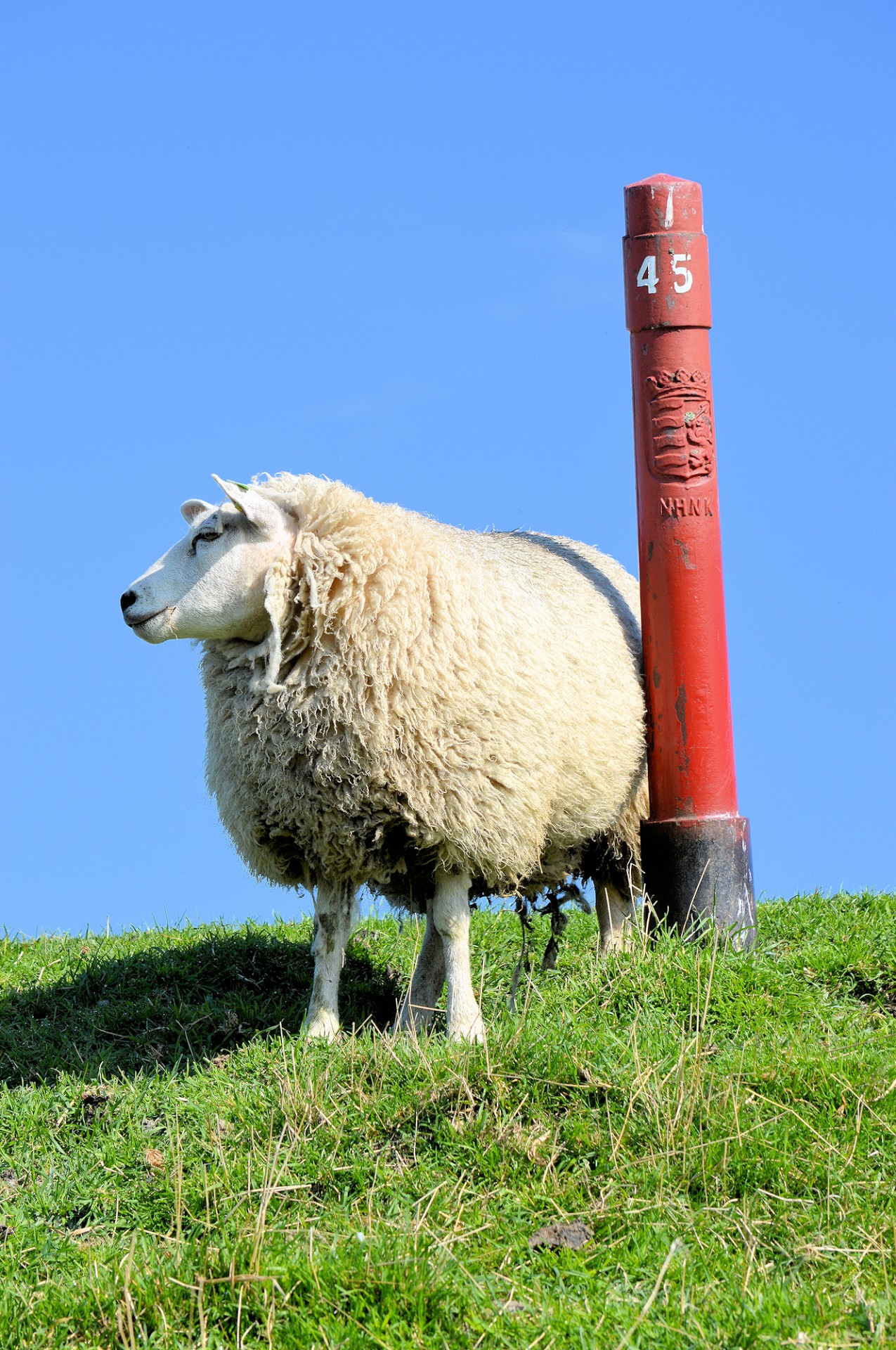 sheep farm animal free photo