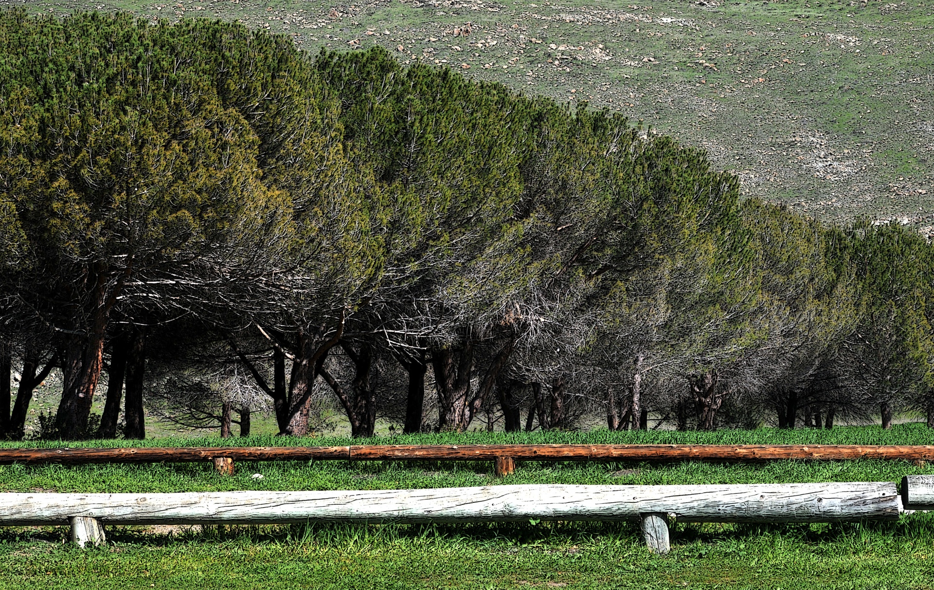 tree trees park free photo