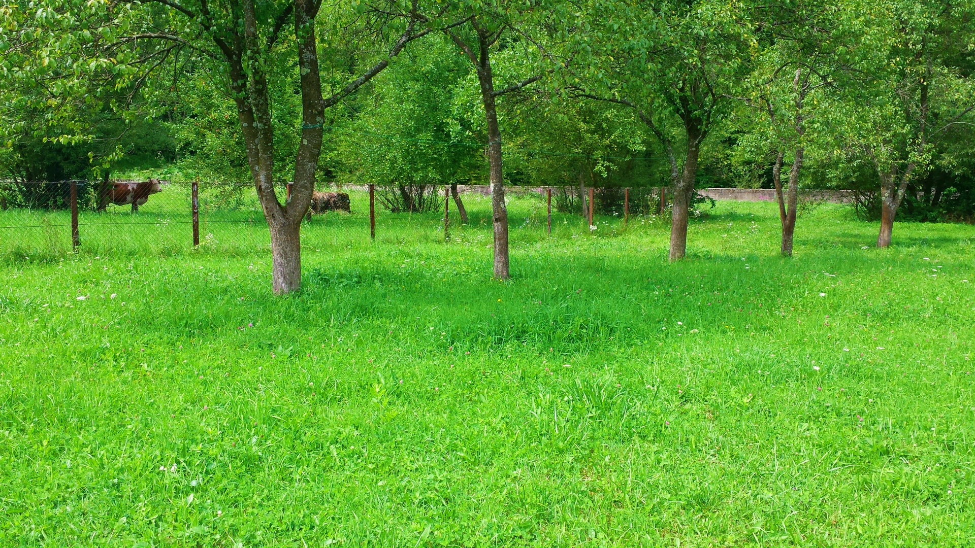 green grass trees free photo