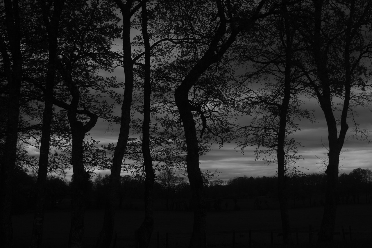 row of trees clouds air free photo