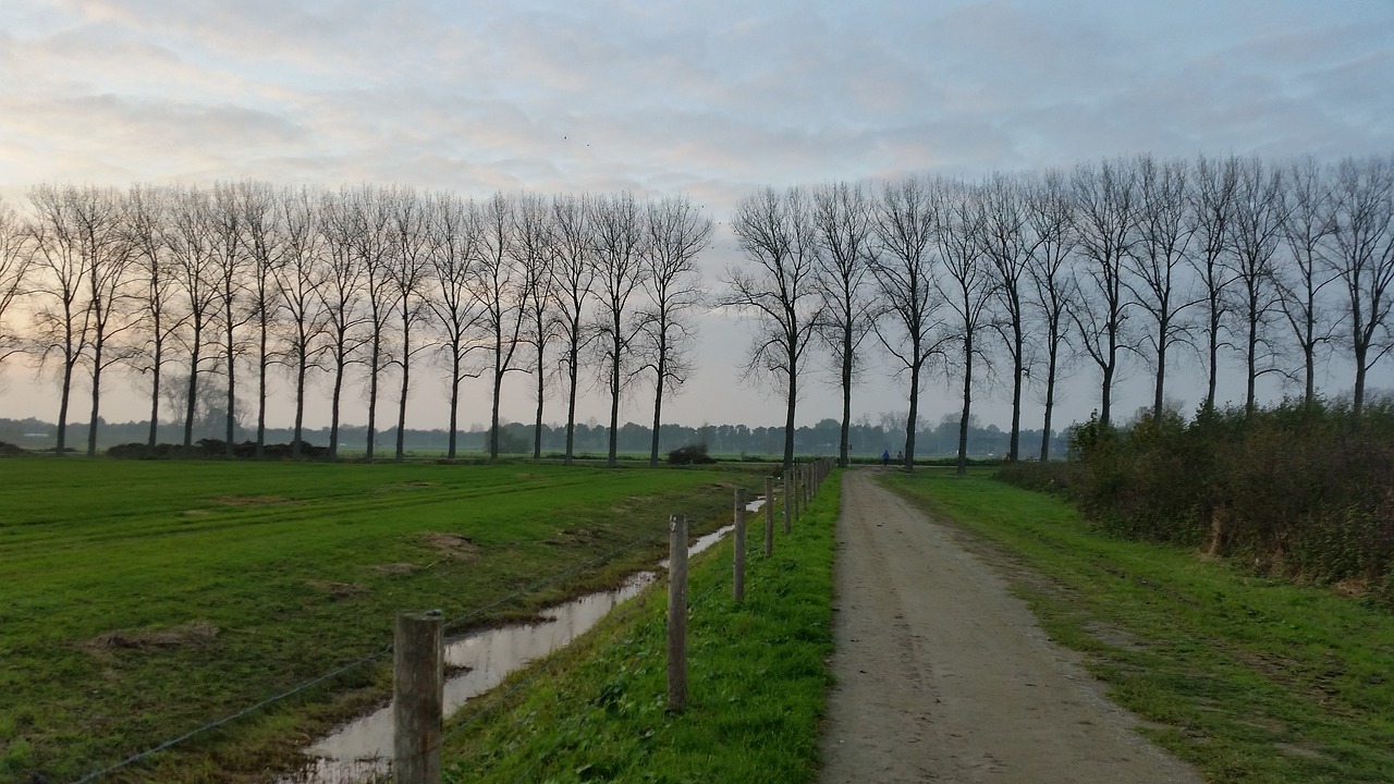 row of trees road nature free photo