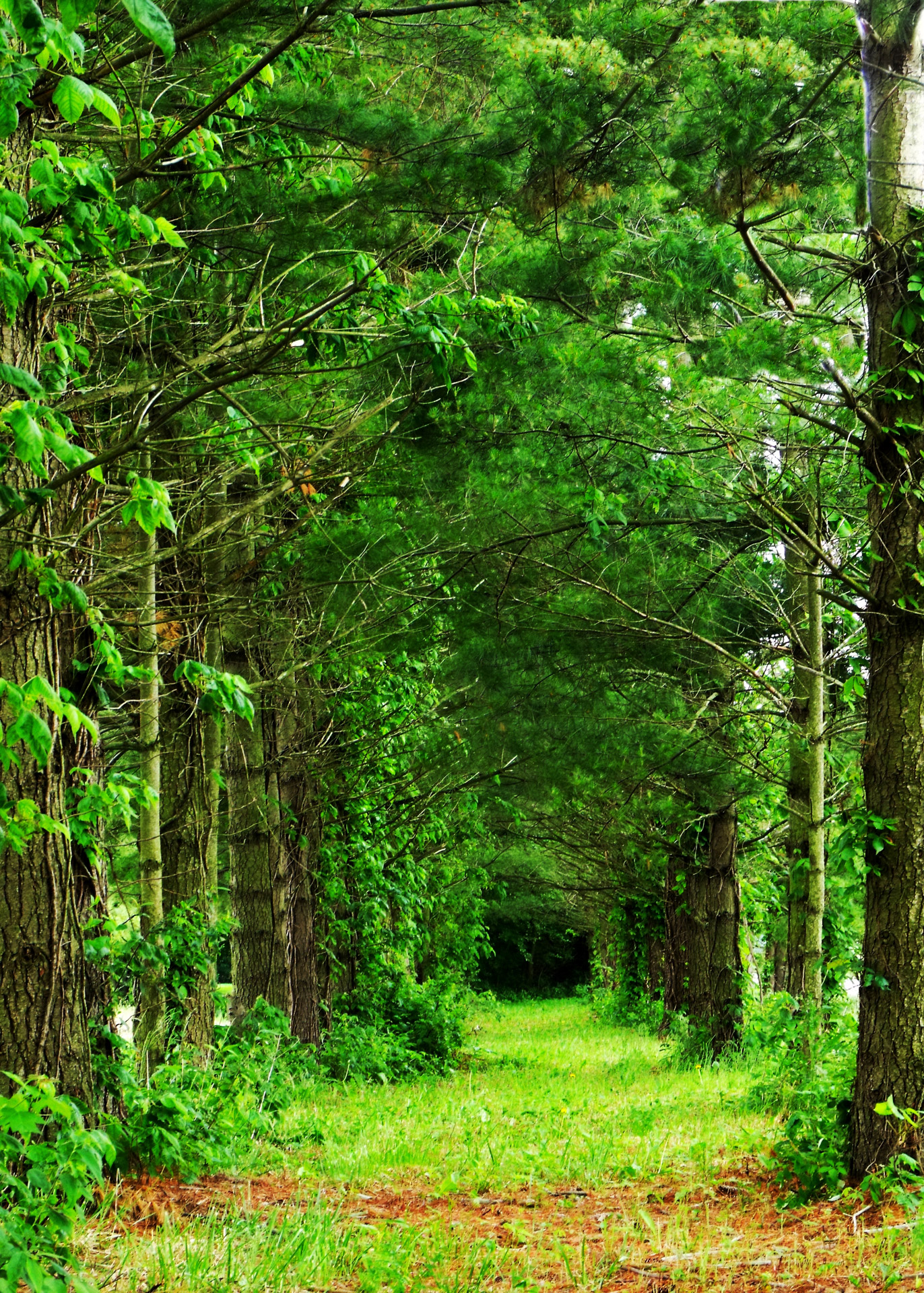 trees tress row of trees free photo