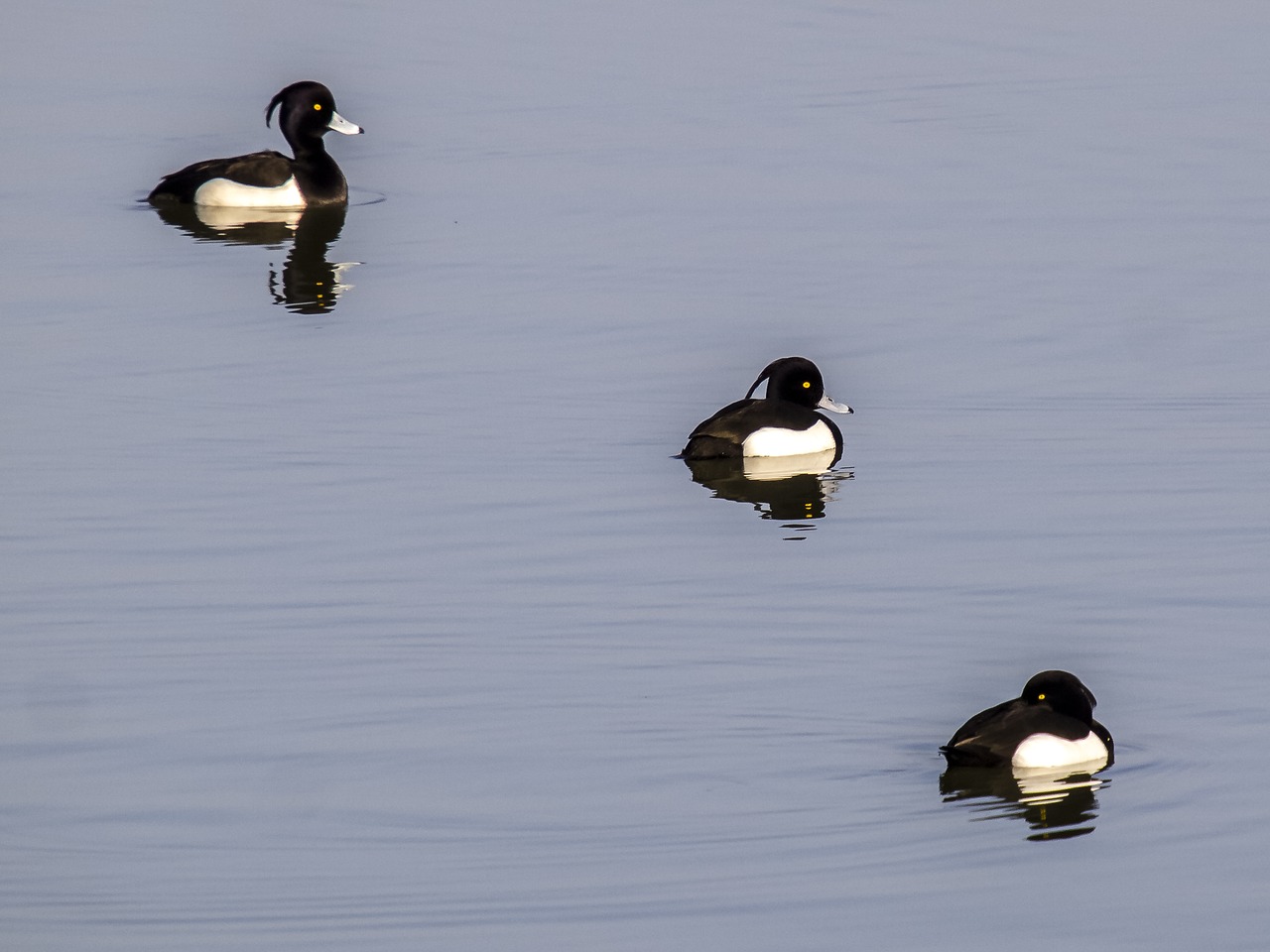 row pension duck bird free photo