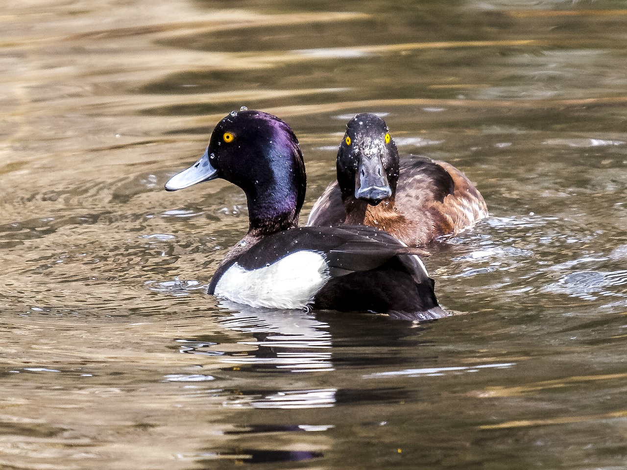 row pension duck bird free photo