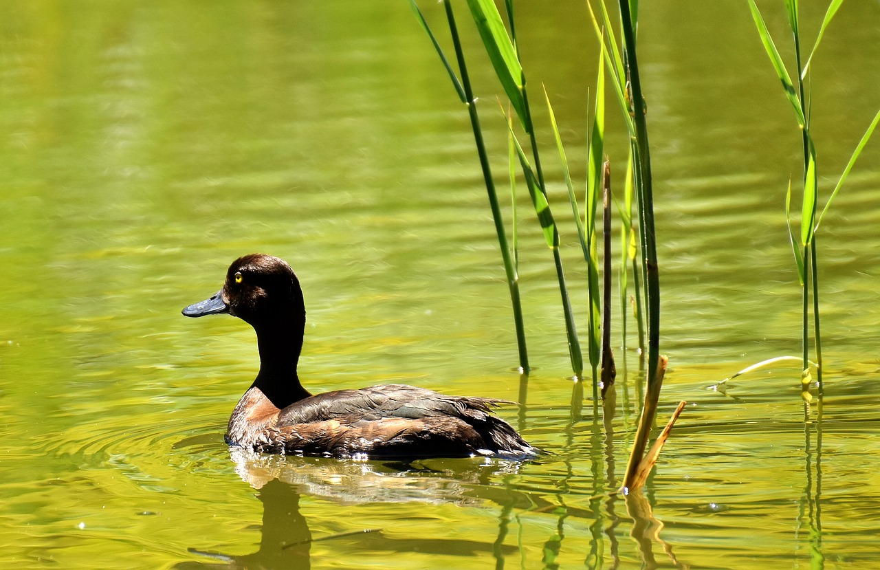 row pension blue beak water bird free photo