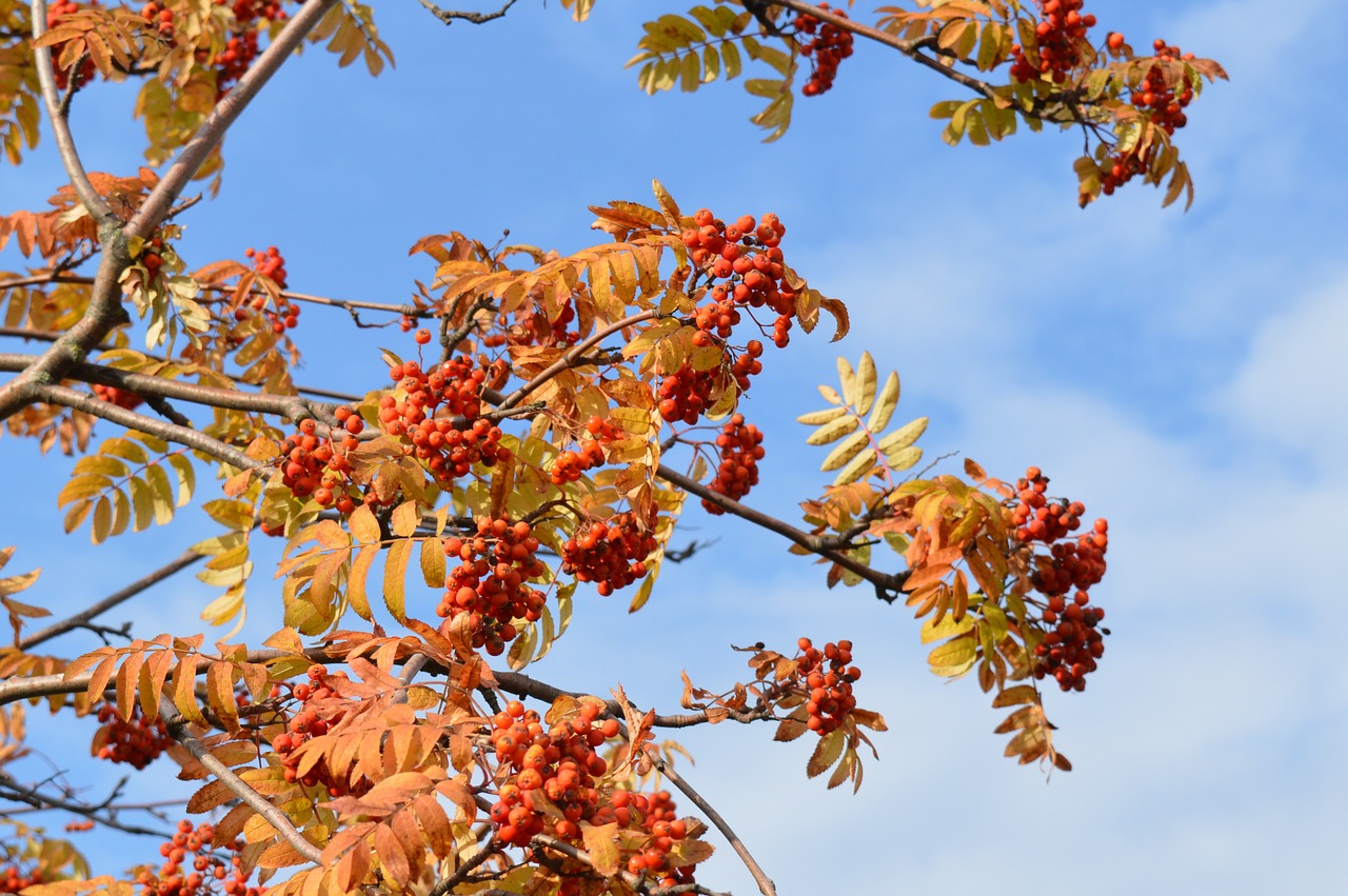 rowan rowan berries autumn free photo