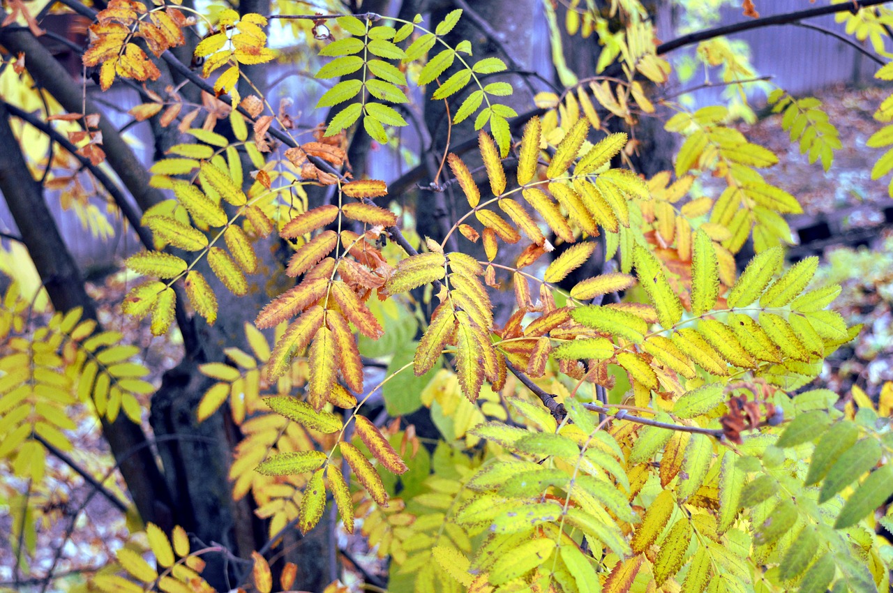 rowan autumn autumn leaves free photo