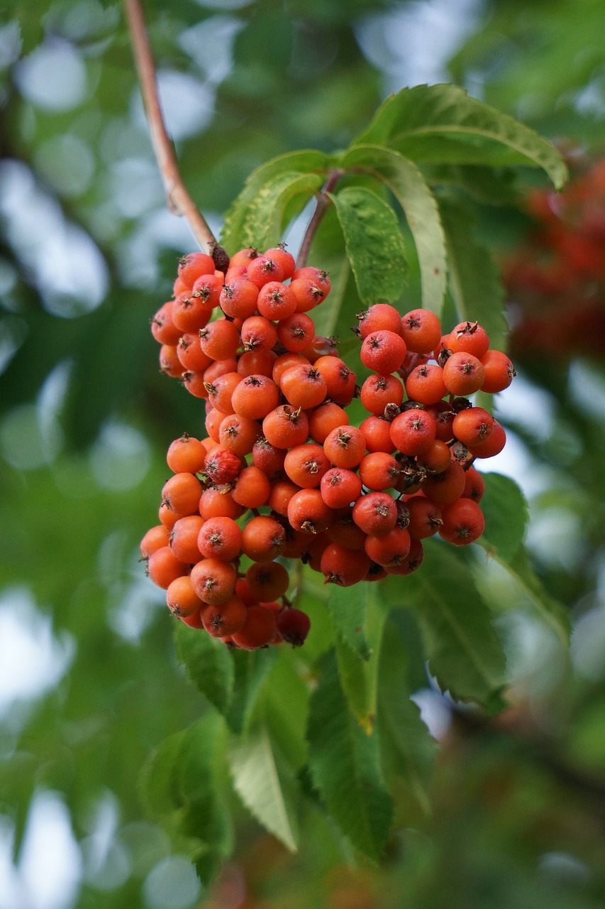 rowan berry clusters berry free photo
