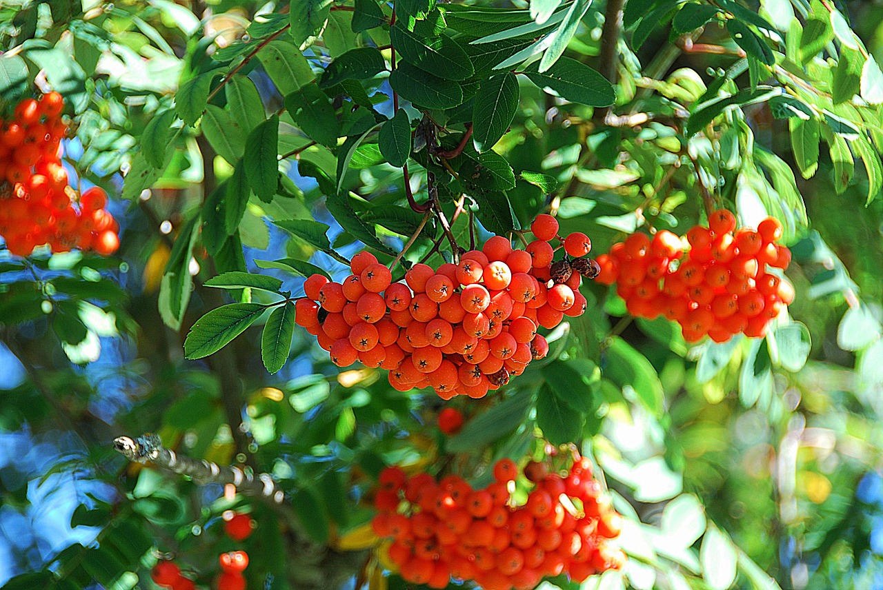 rowan mountain ash red fruit free photo