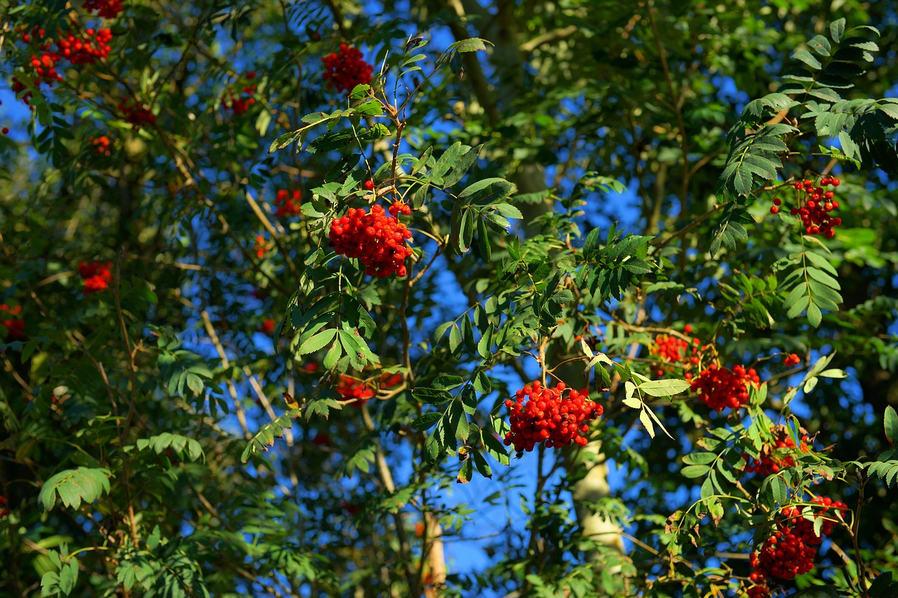 rowan mountain ash berries free photo