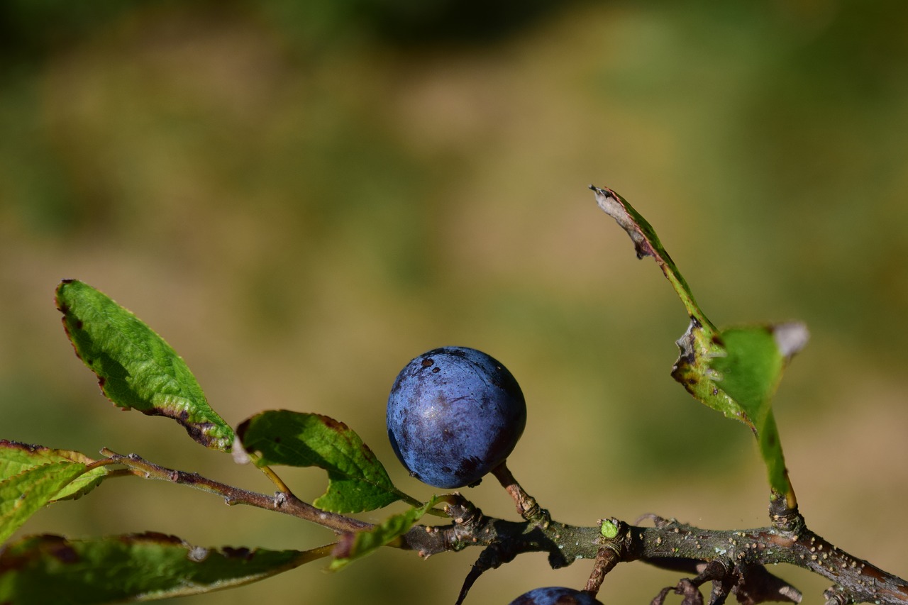 rowan blue close free photo