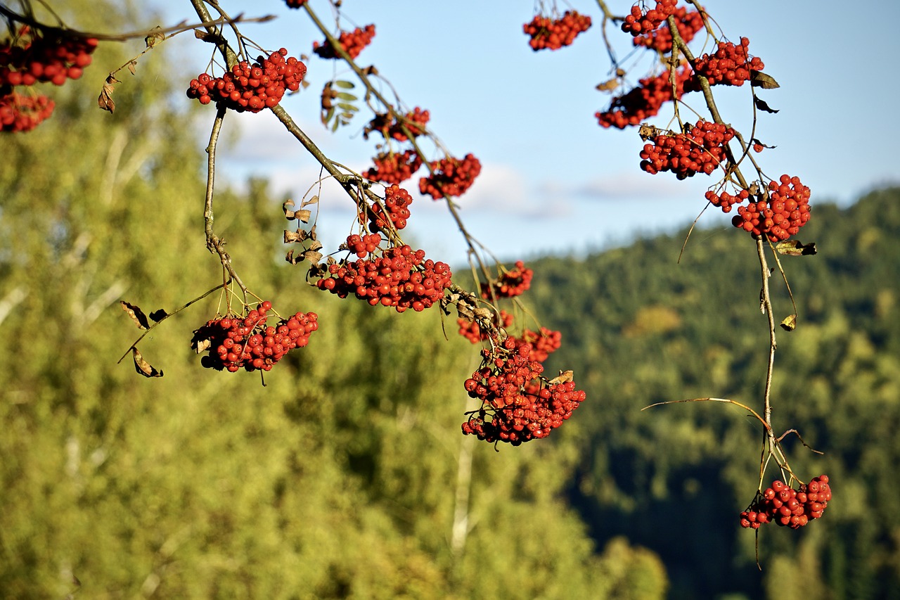 rowan mountain ash red fruit free photo