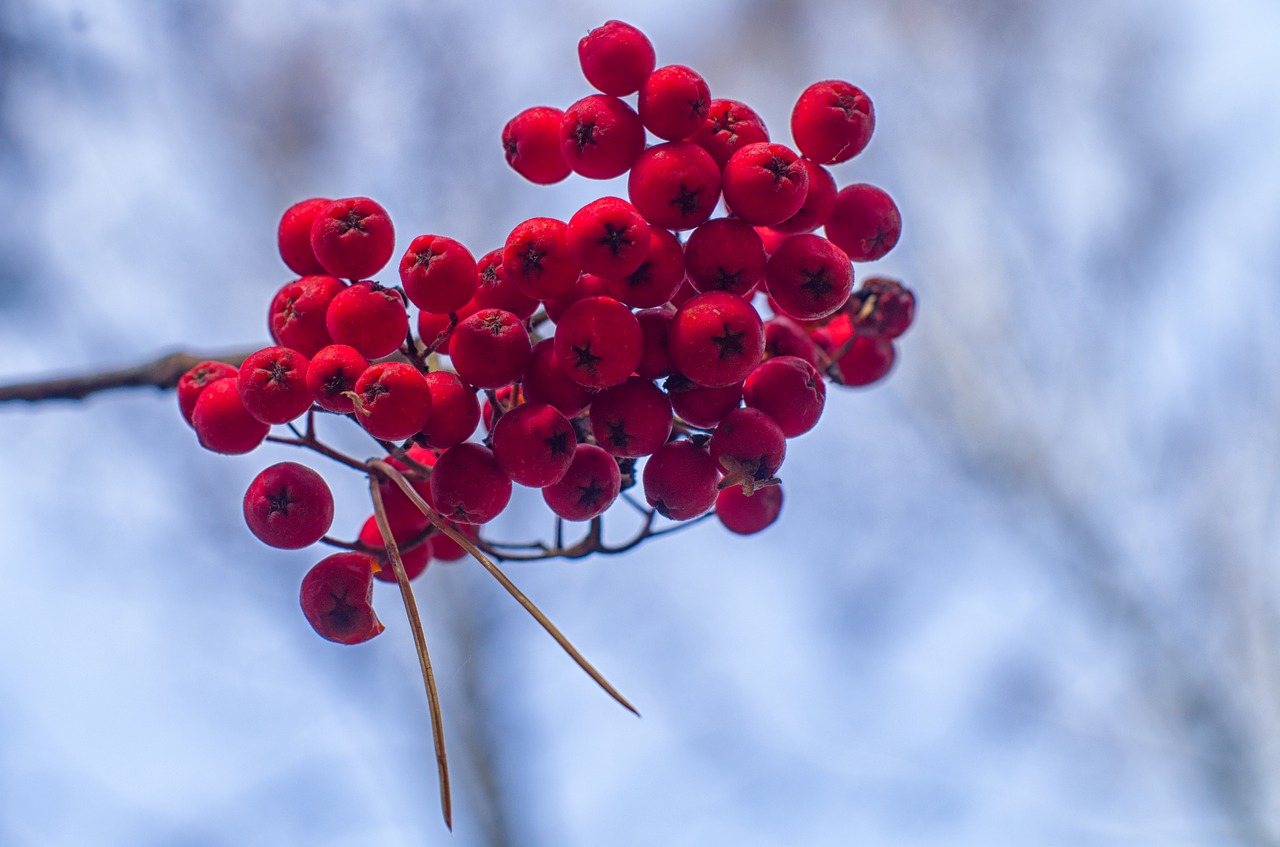 rowan a bunch of autumn free photo