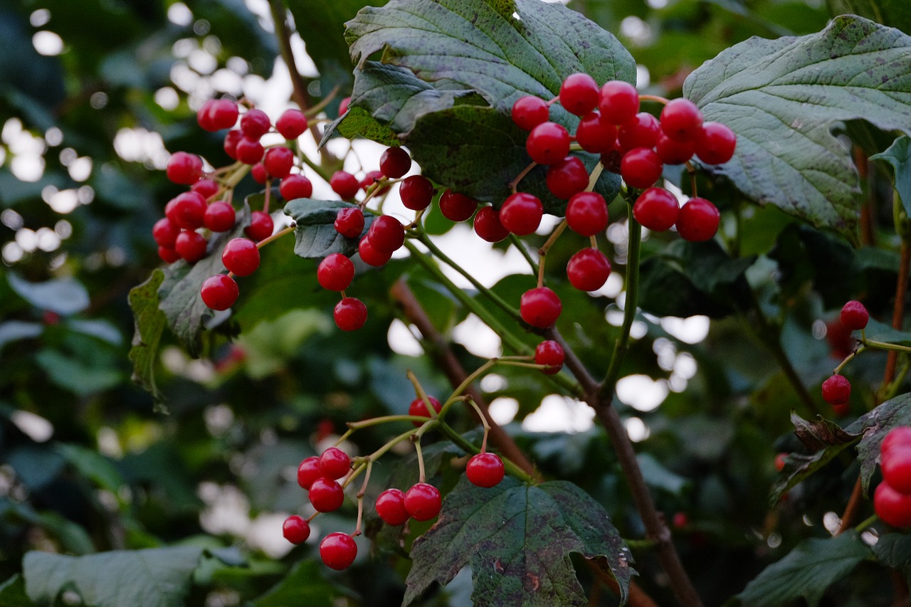 rowan bush autumn free photo