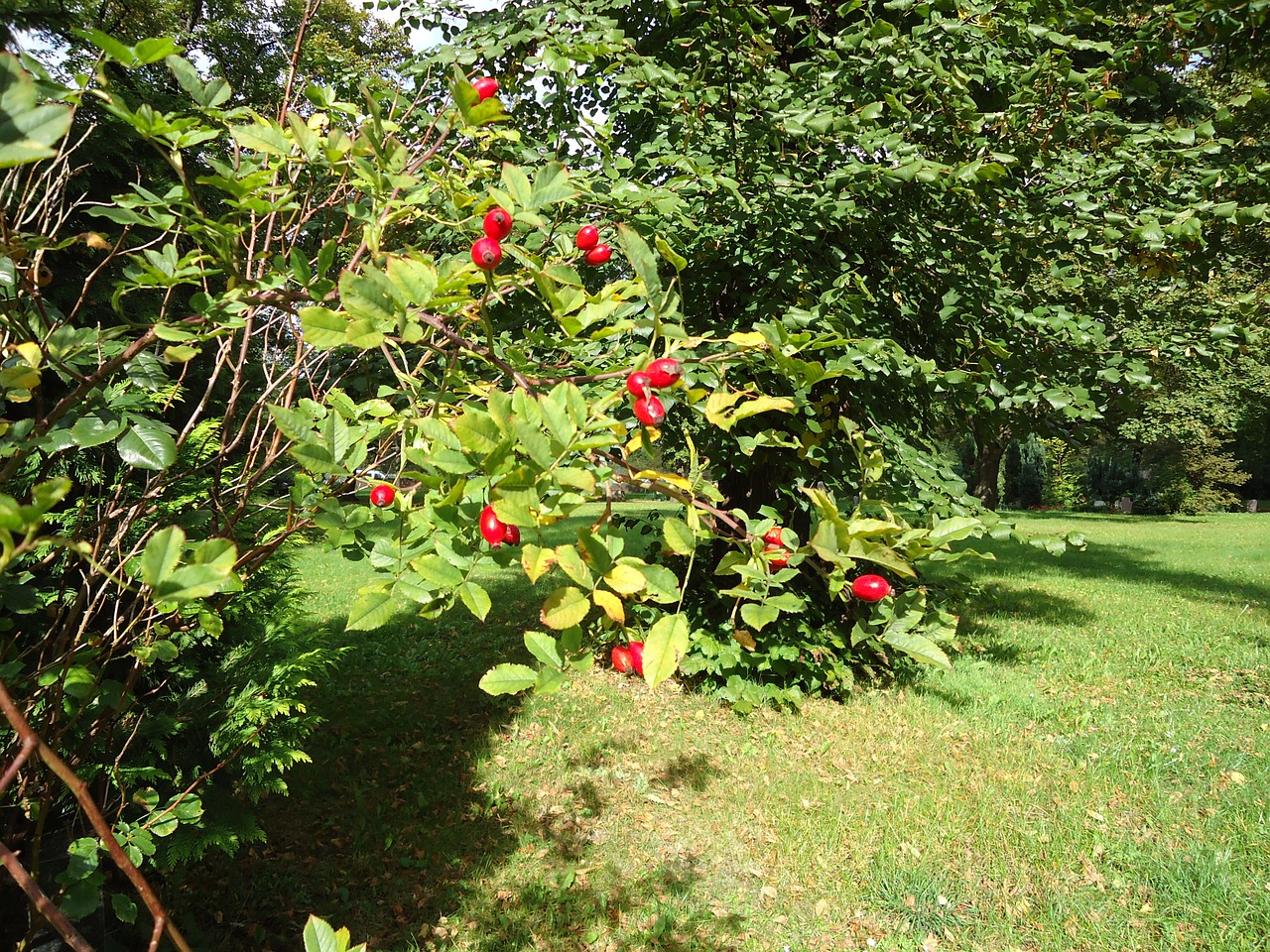 rowan berry bush free photo